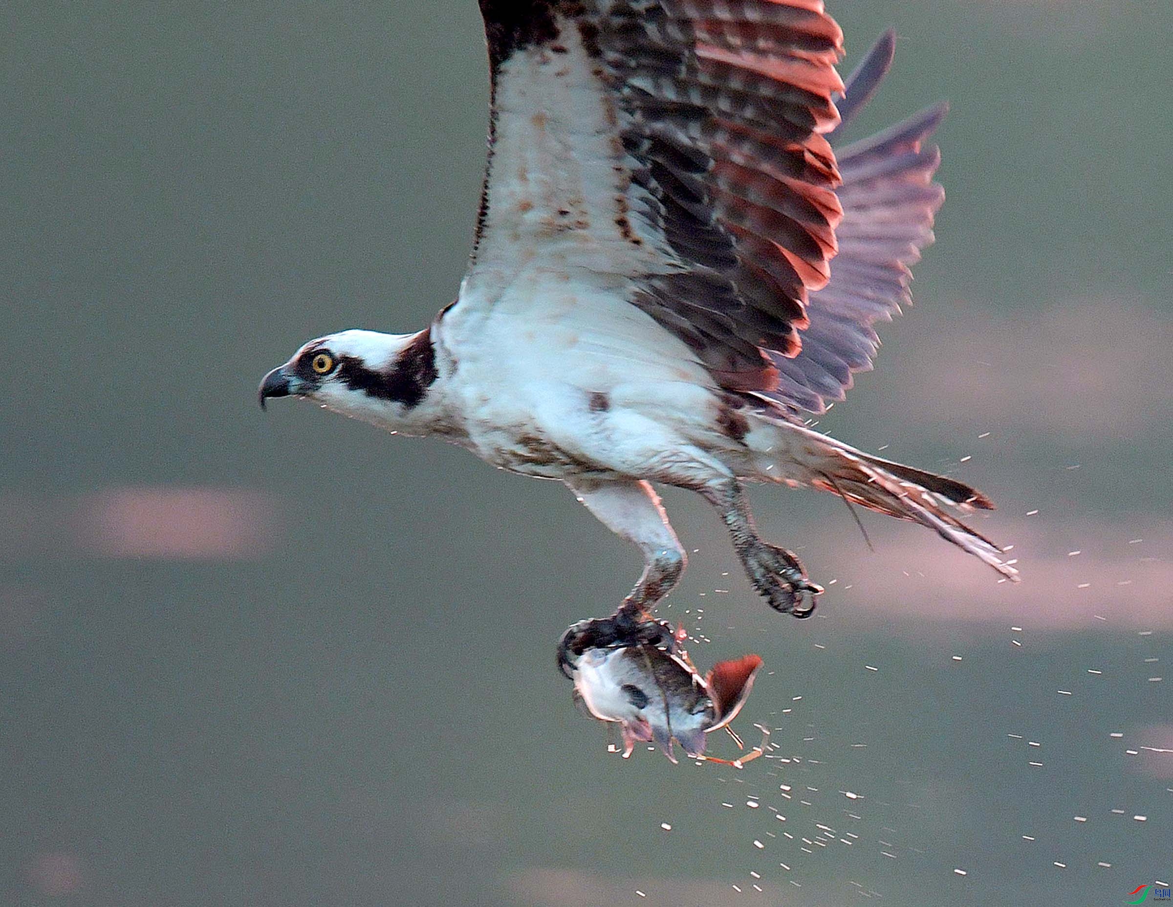 ��Ƭ 934 - ���� - ����.jpg