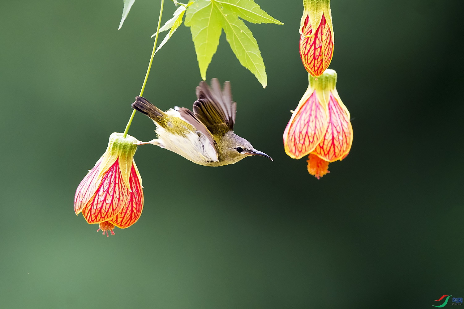 DSC_3937a.jpg