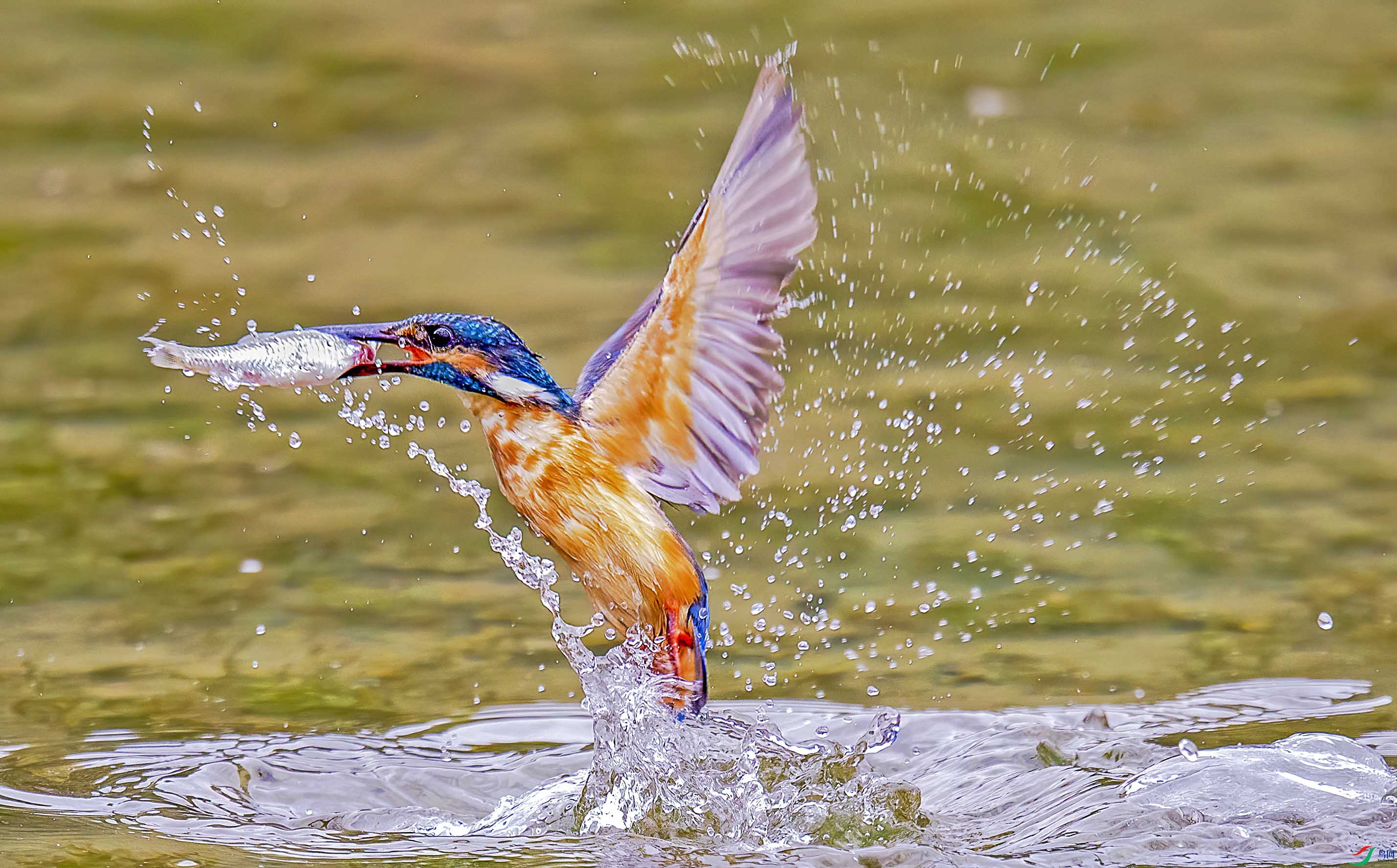 CanonCanonEOS-1DC_479235312 ����.jpg