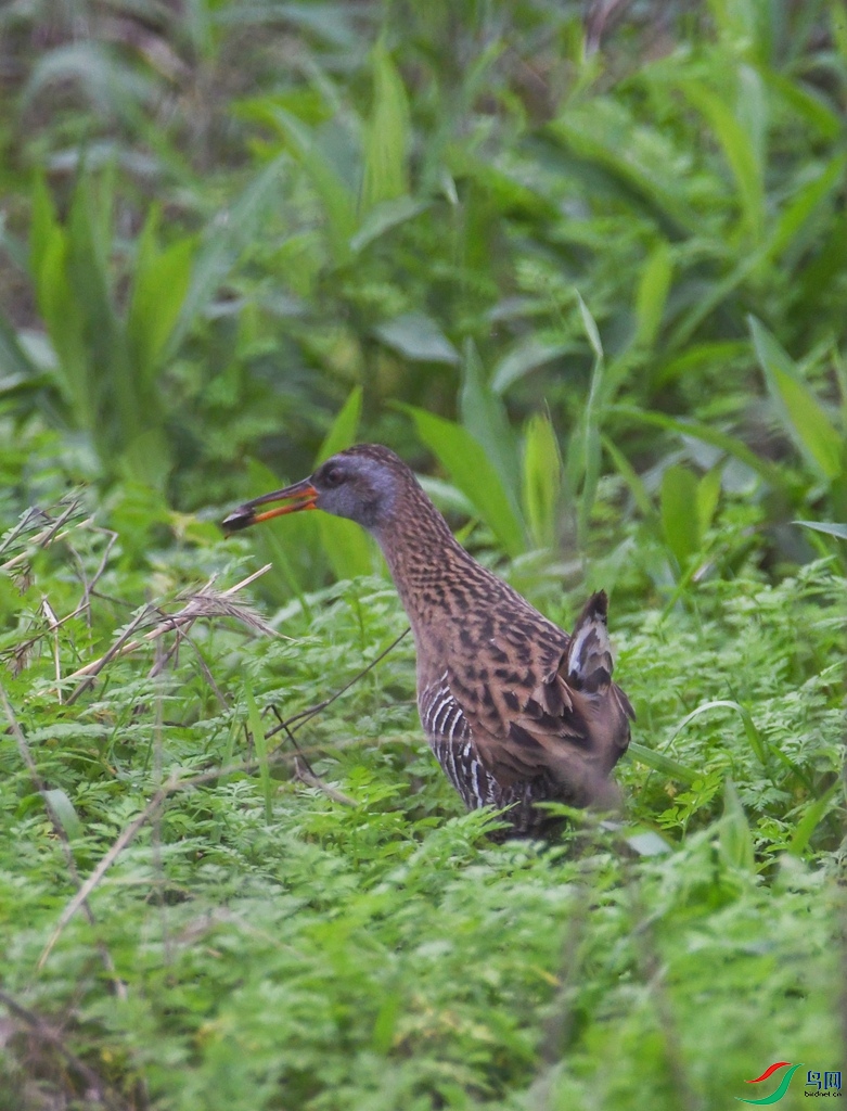 DSC_4022.jpg
