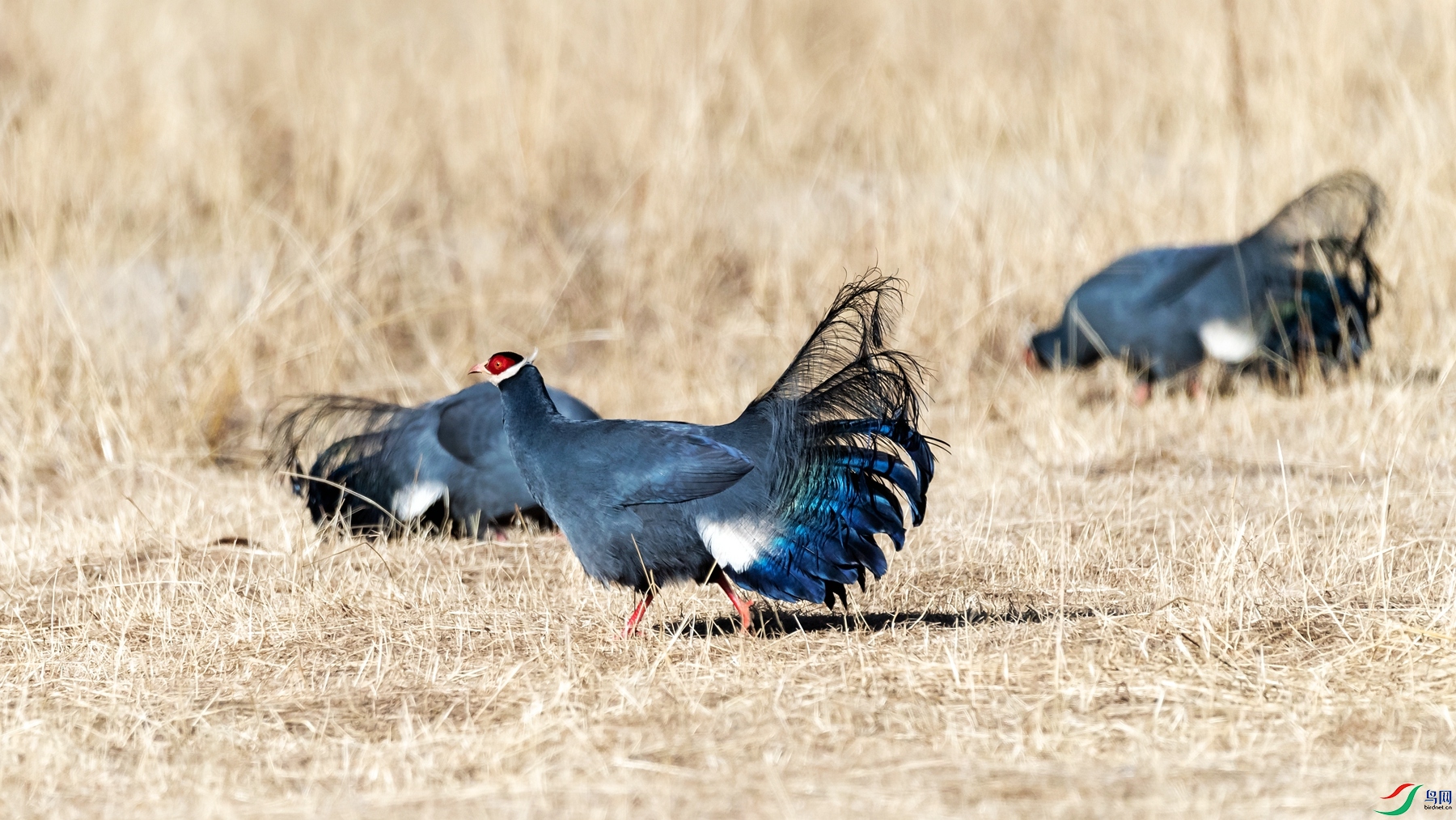 DSC_3571.jpgps6_����.jpg