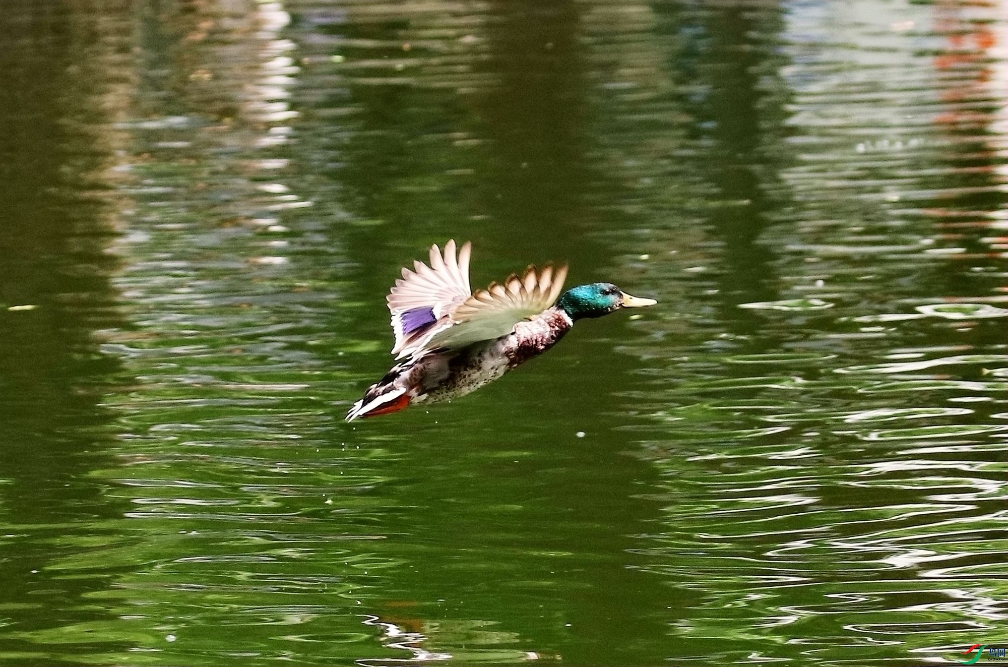 ��ͷѼ1U4A4649_����.jpg