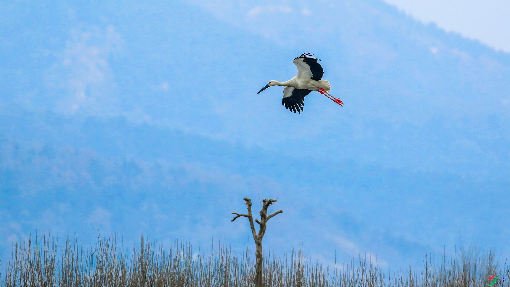 ������Ȼ�뻭��