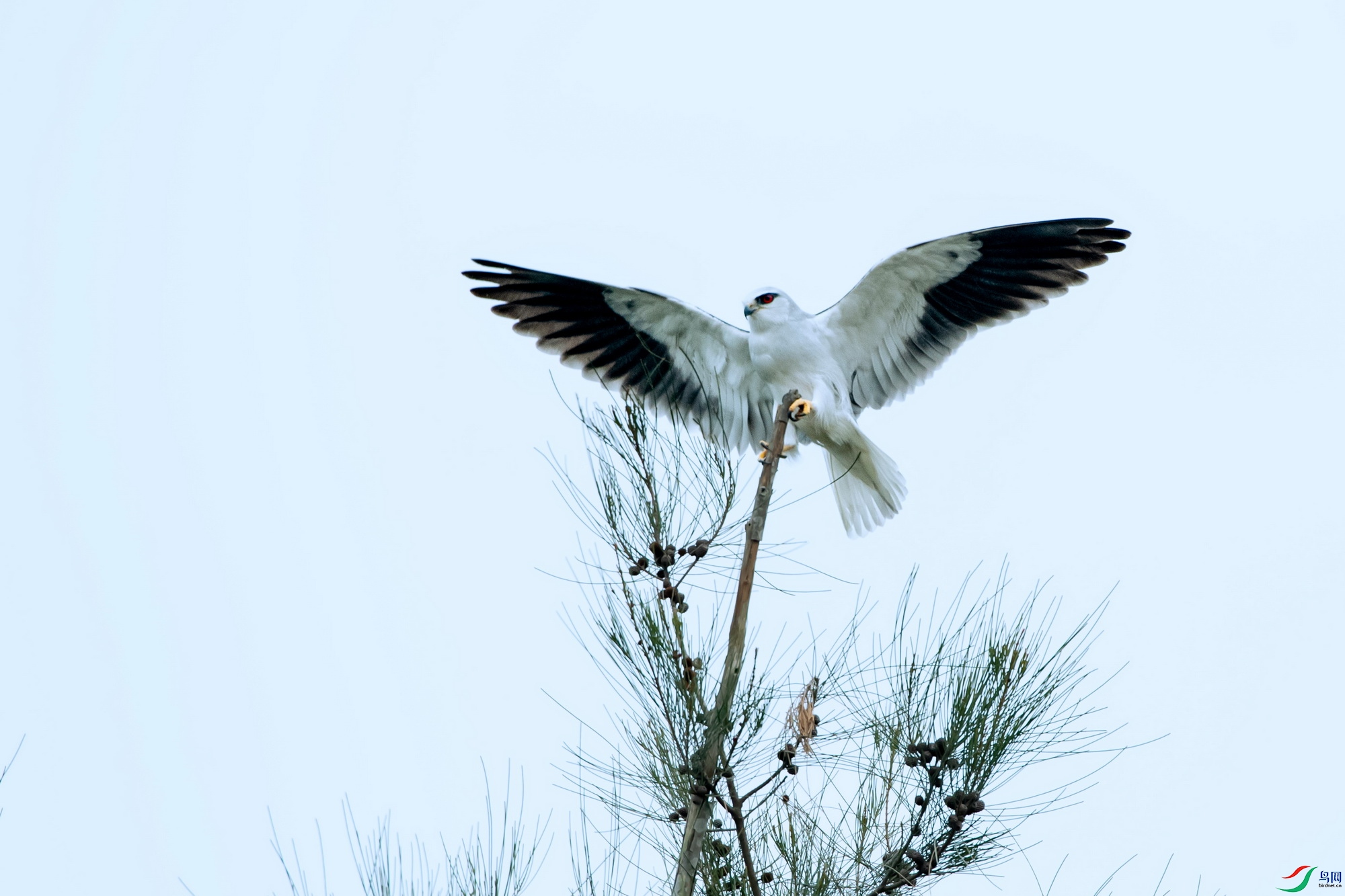 DSC_3606y.jpg