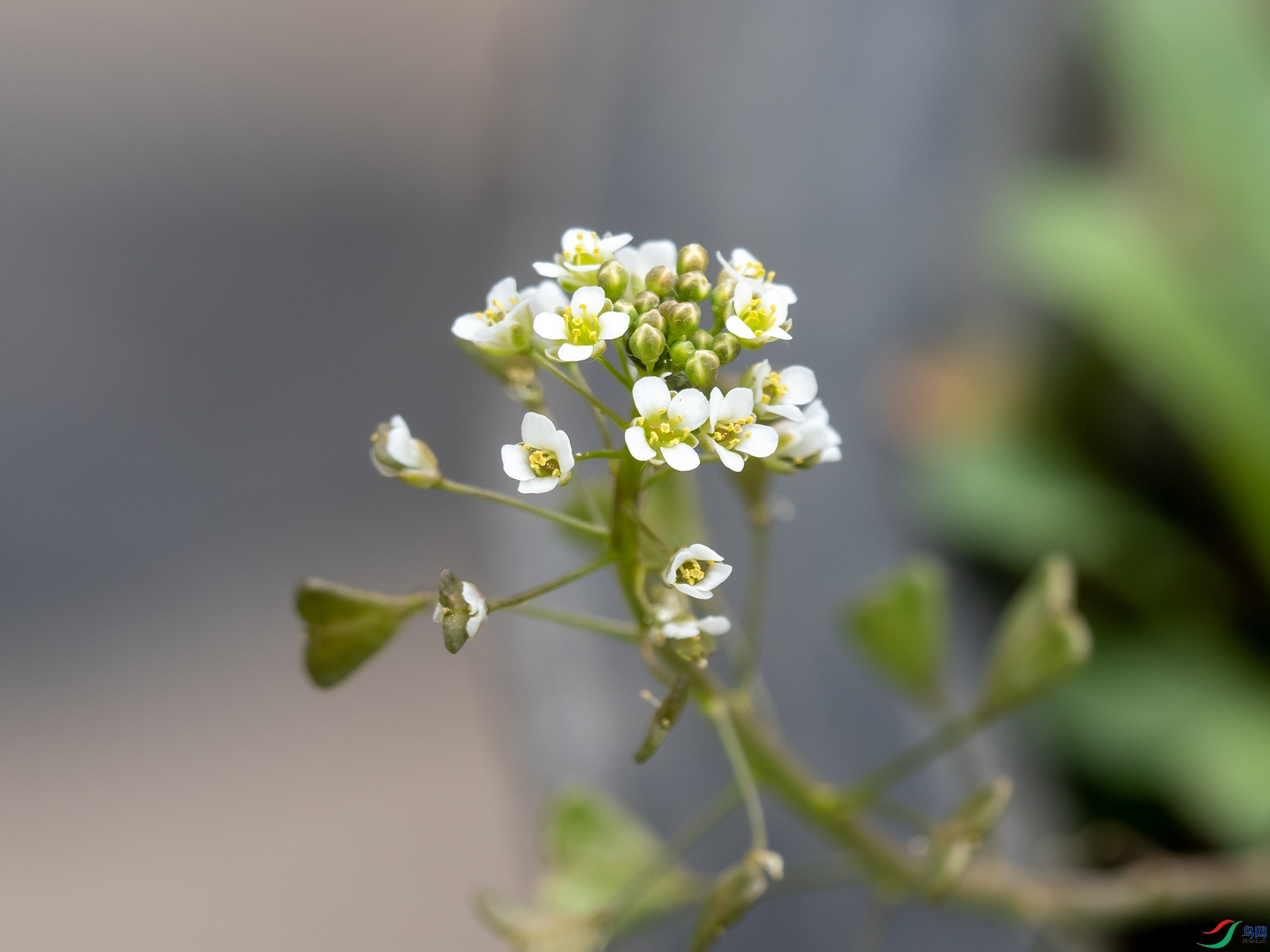 �����ﳤ���ģ������˽����׻��ݣ�ѧ�������ˡ�