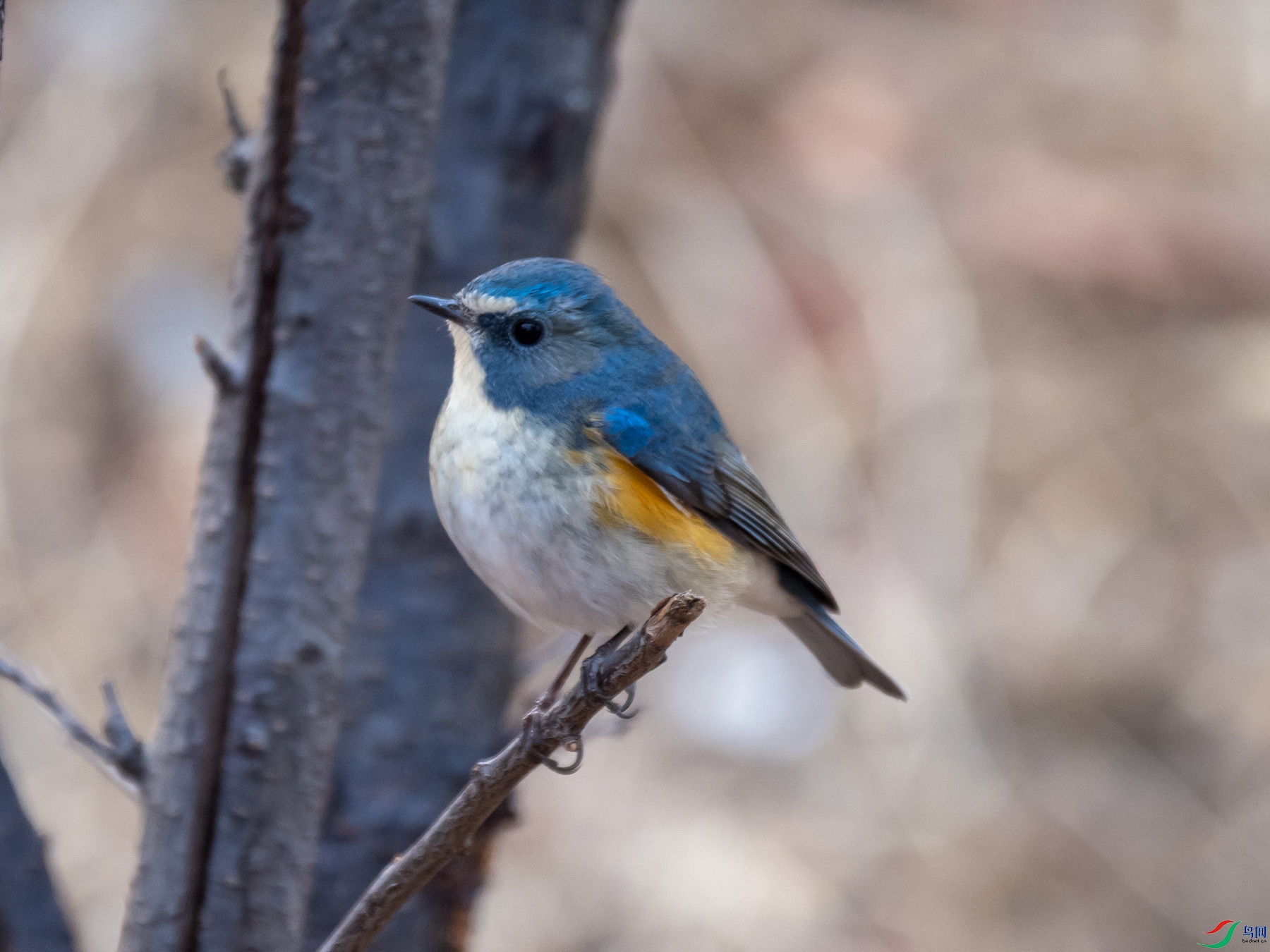 ������β�