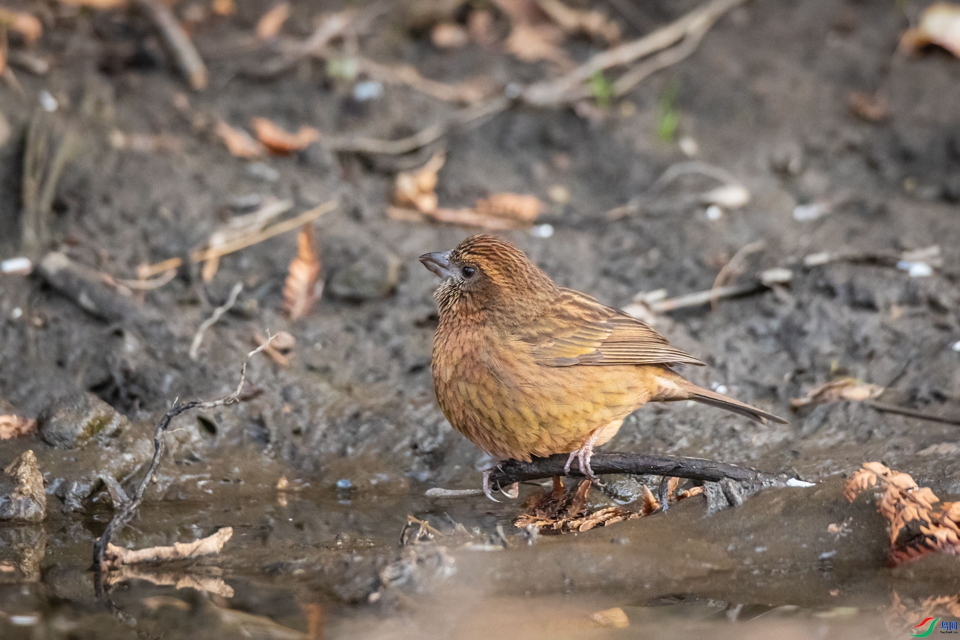 ϲ��  ��ʦ���������������� ��֥����������.jpg