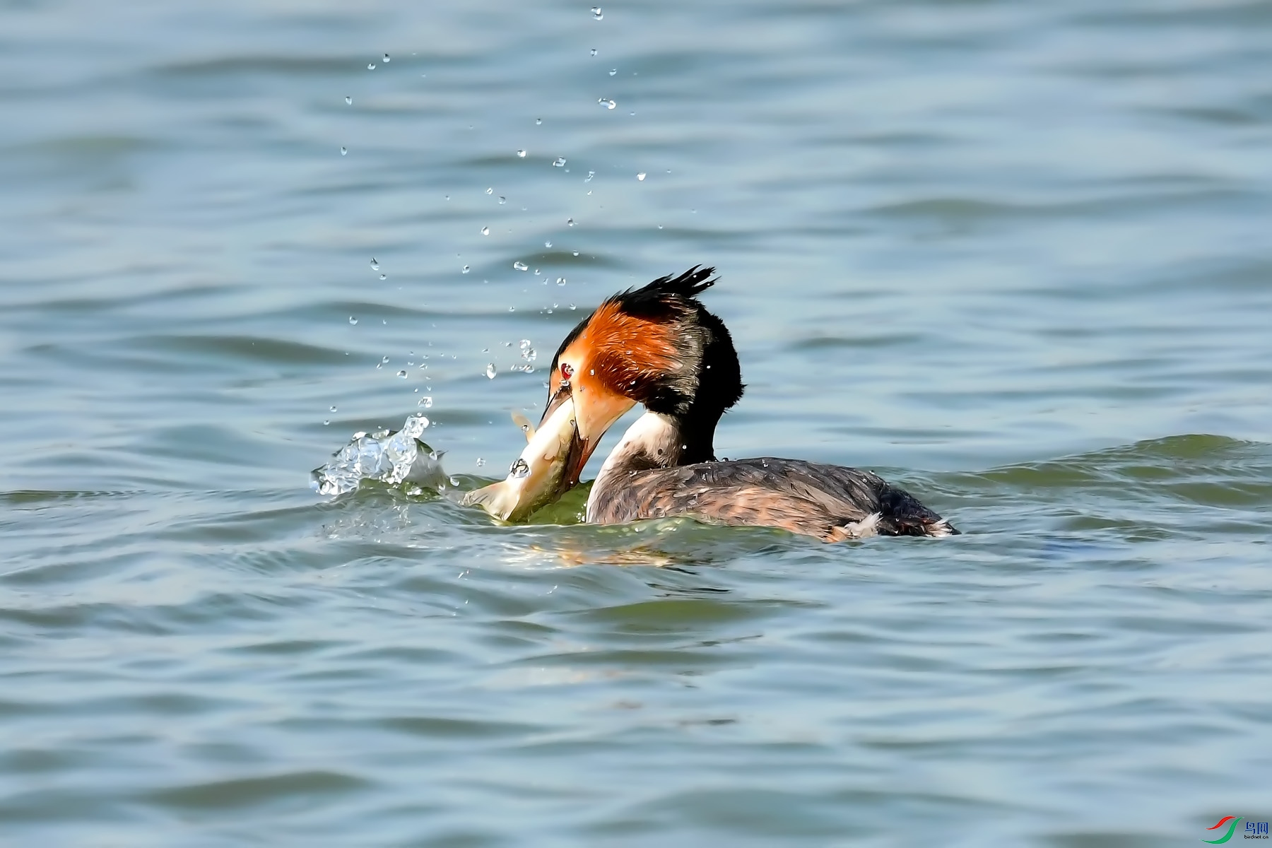 DSC_3936.jpg