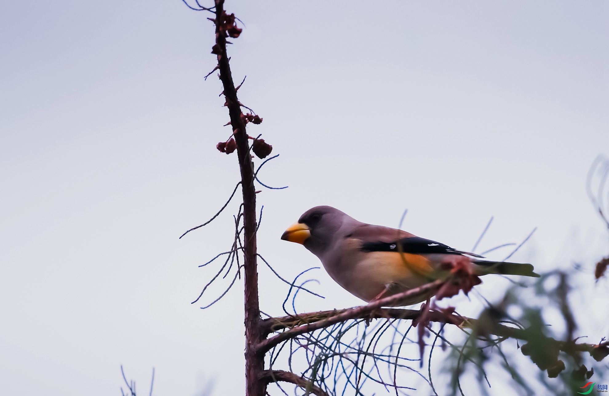 ��β����ȸ