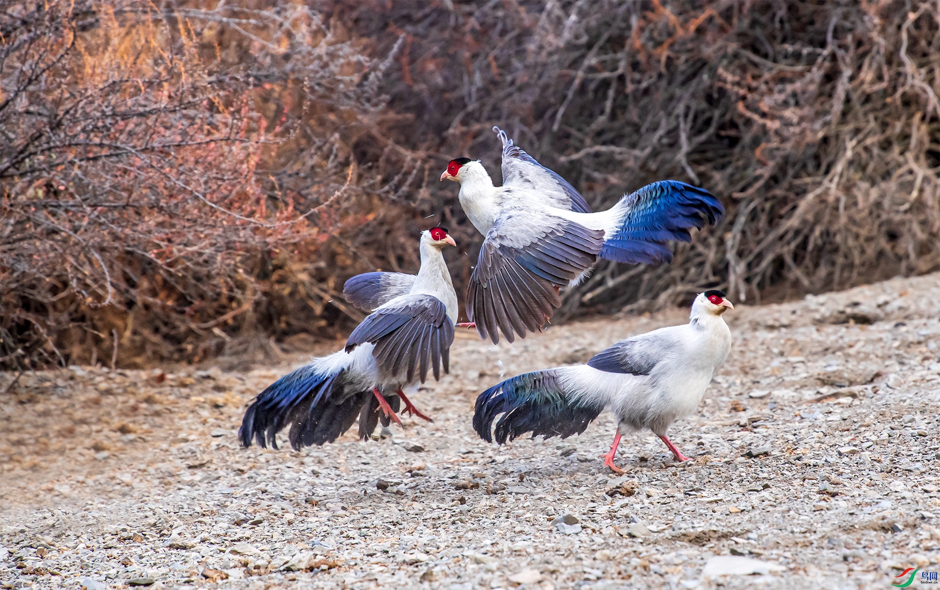 WGB_1631-1.jpg