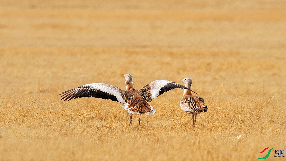 �����߰�