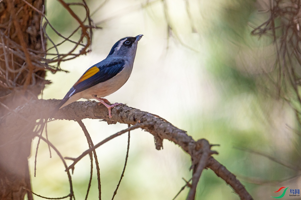 DSC_2341a.jpg