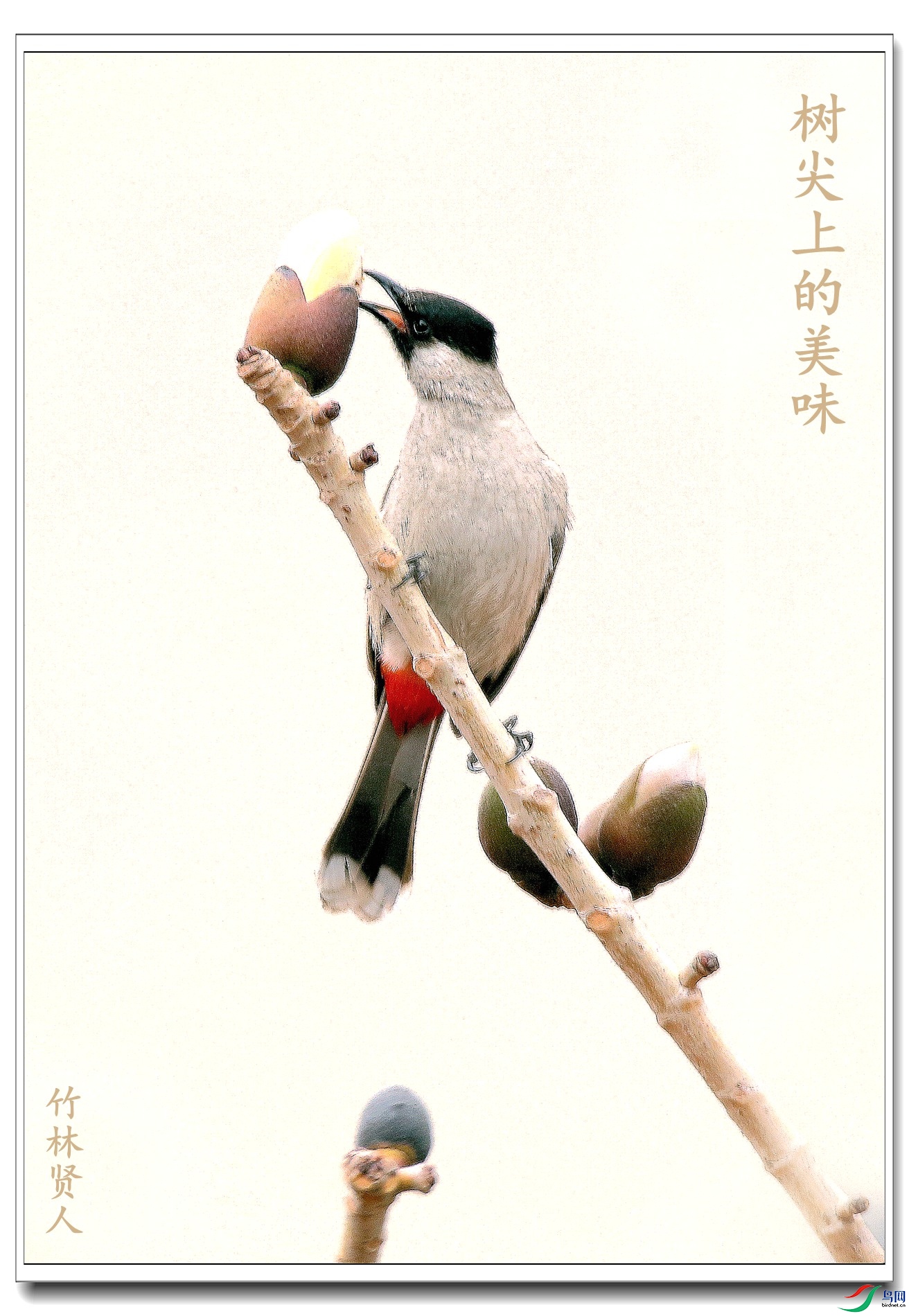 �����ϵ���ζ