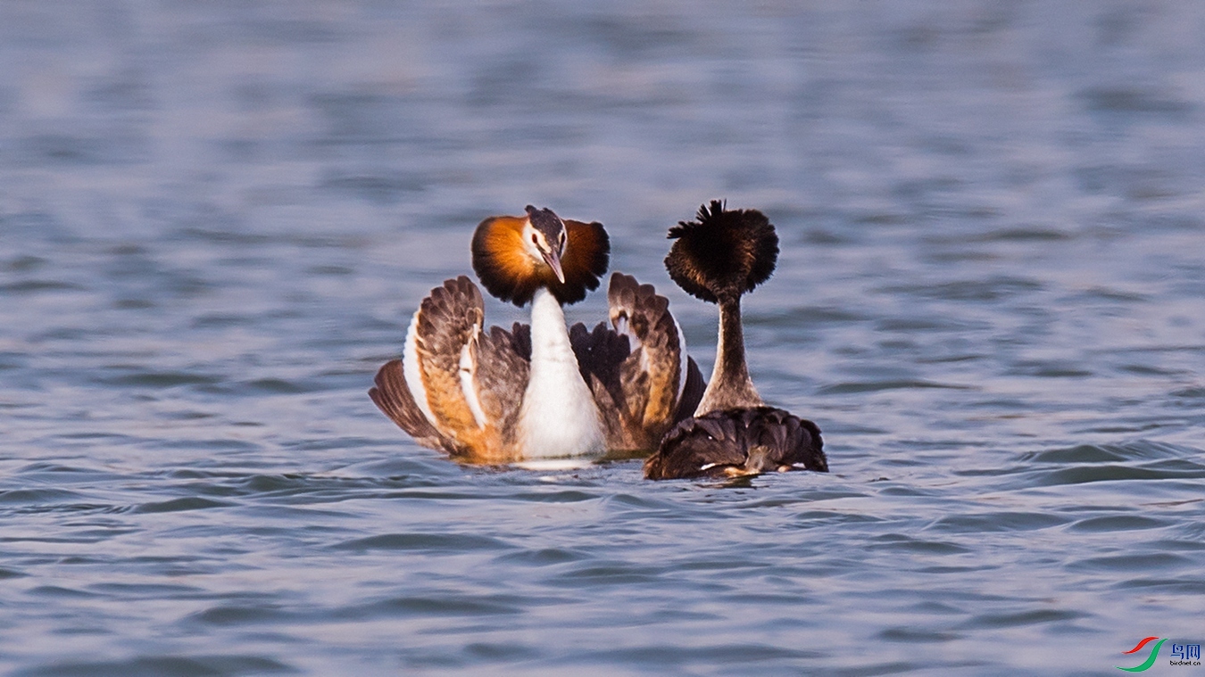 DSC_9304 - ����.jpg