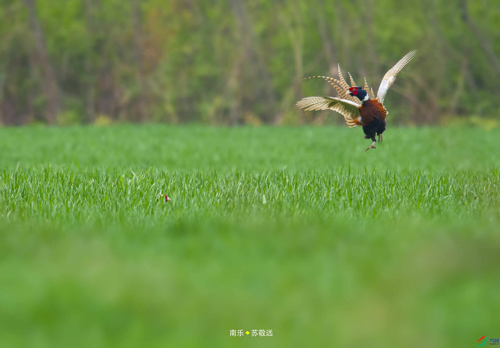 _DSC6518С.jpg