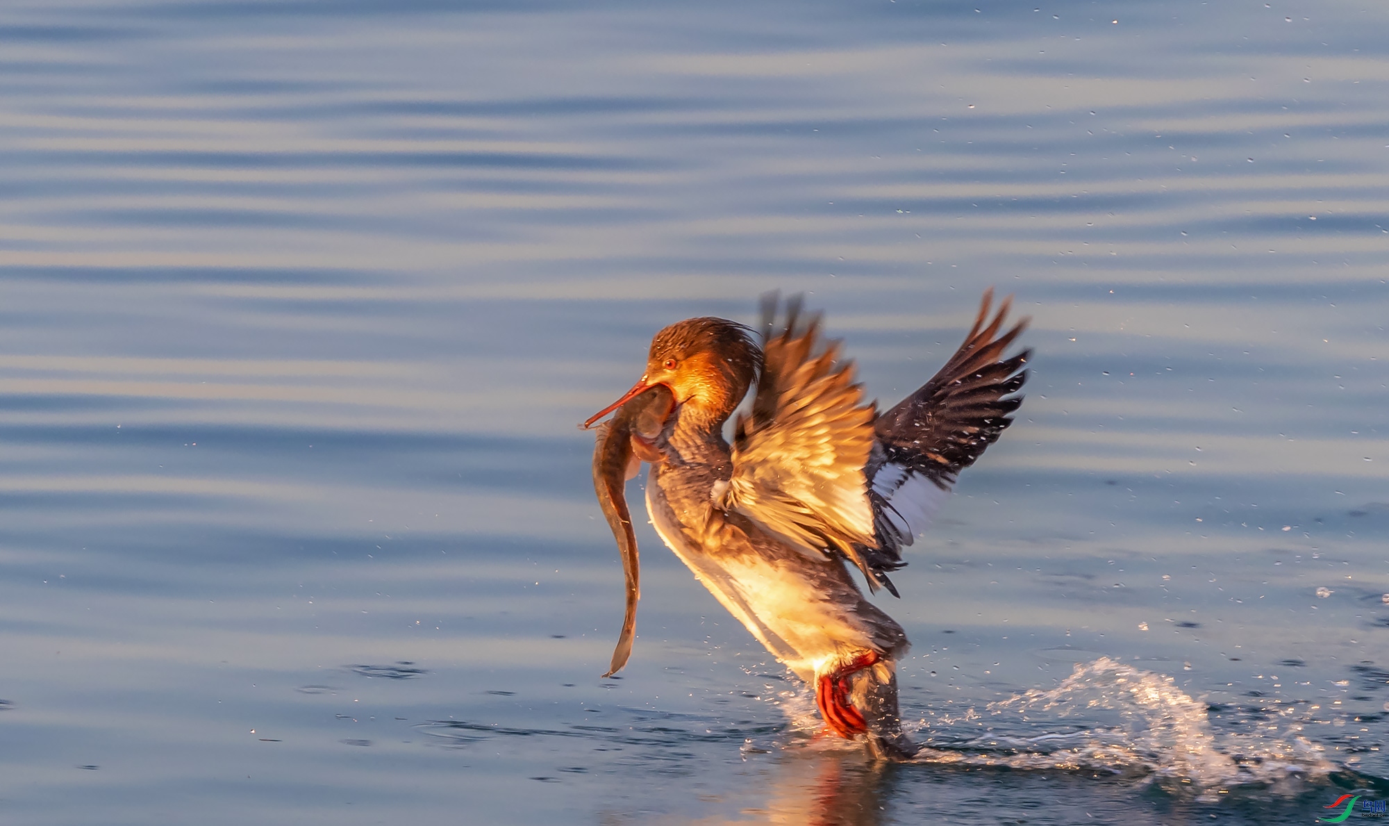 ������ɳѼ