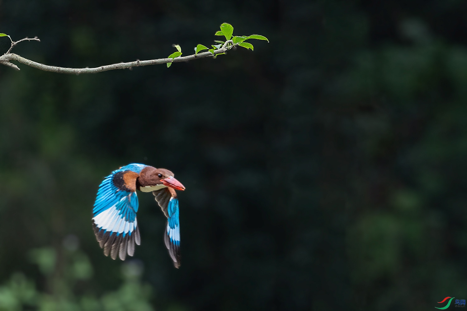 DSC_6746-2.jpg