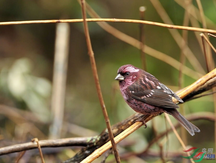 ֪������  ��ʦ������������ľ.jpg