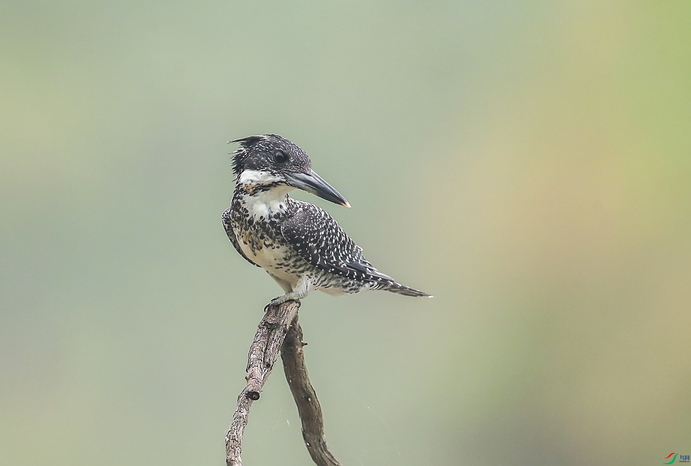 BT1I0700.-jpg.jpg