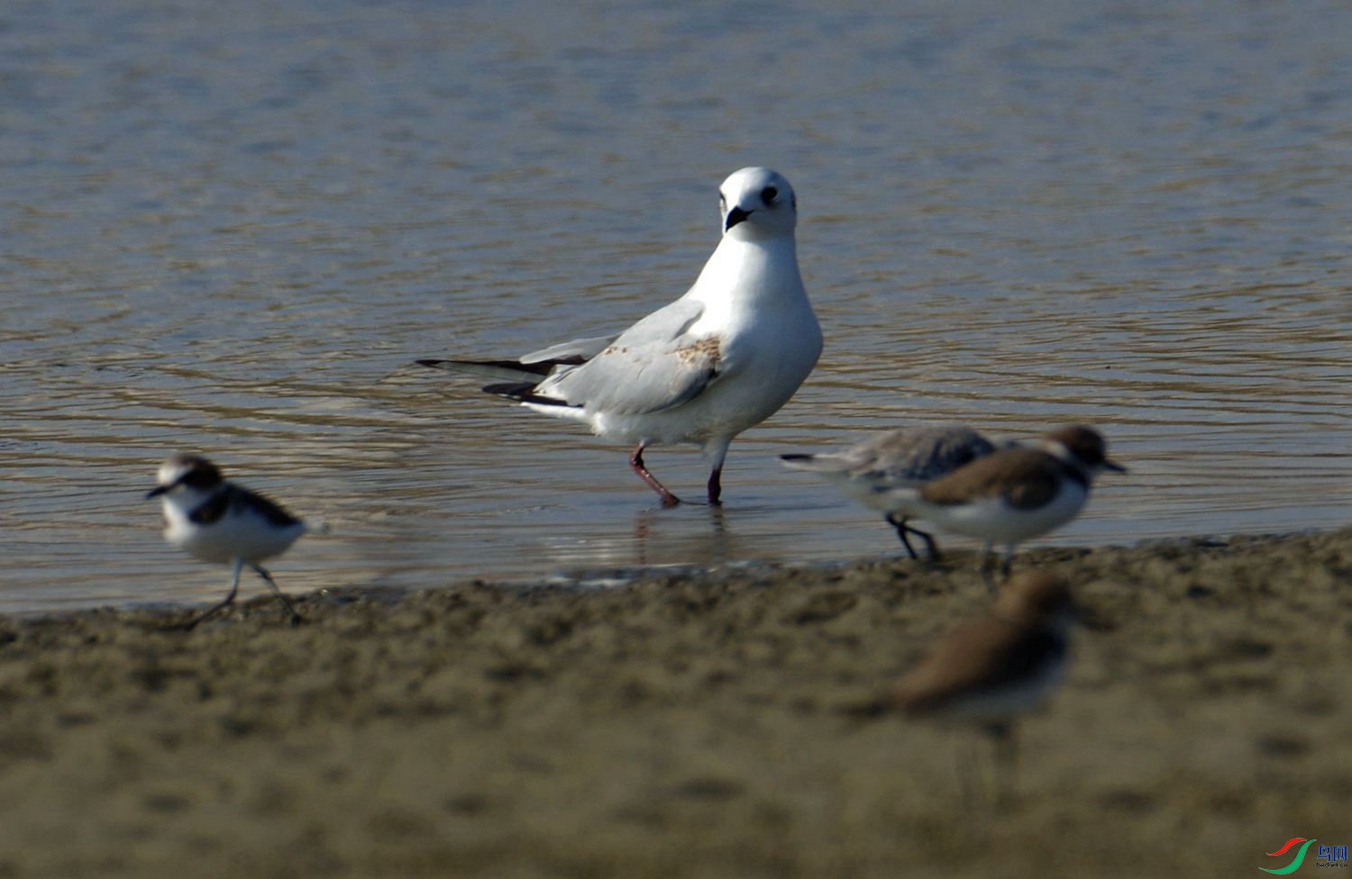 IMGP8882 - ����.JPG