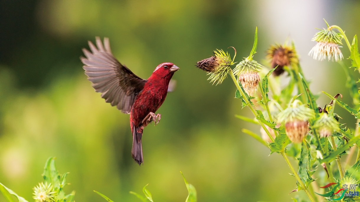 ���컢FTH  ��ʦ�������������ϰ���.jpg