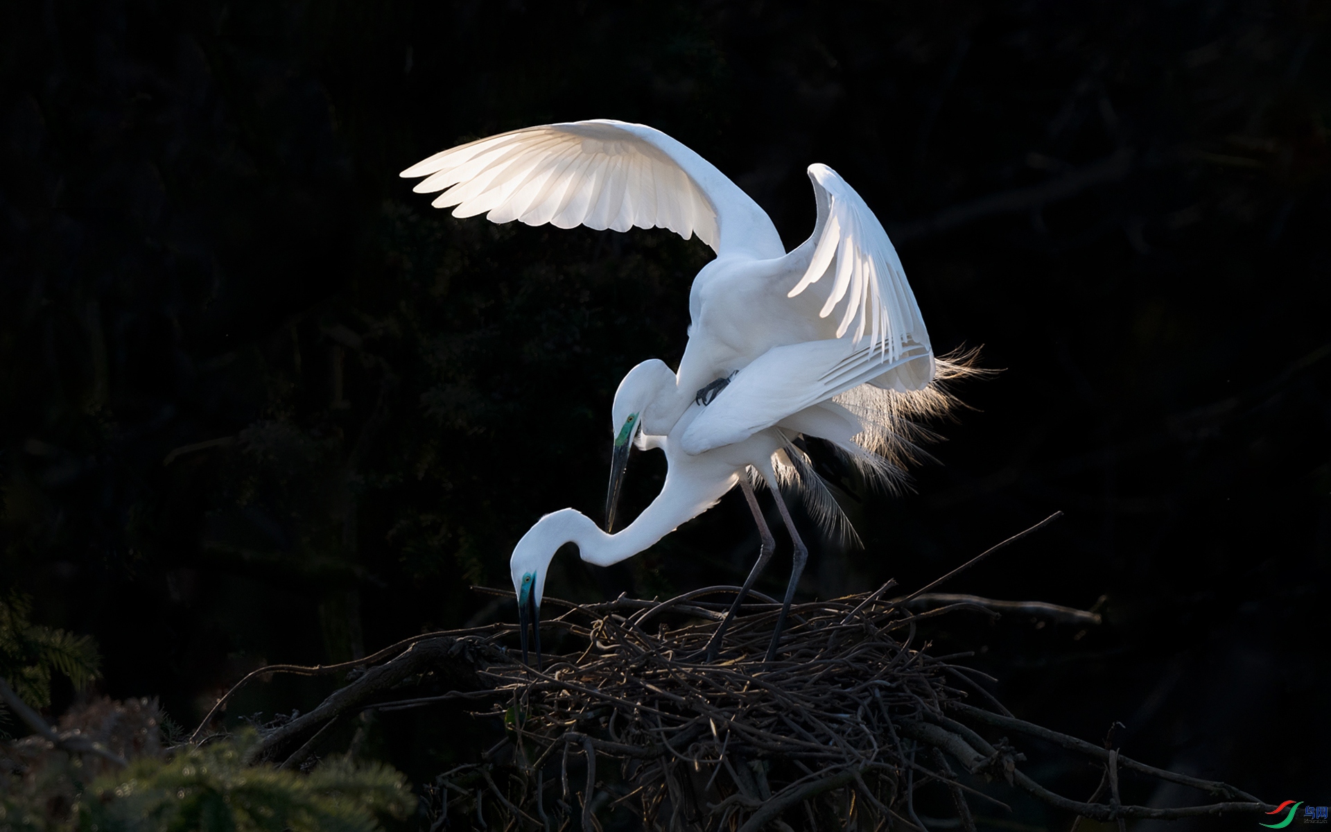 DSC_2959a.jpg