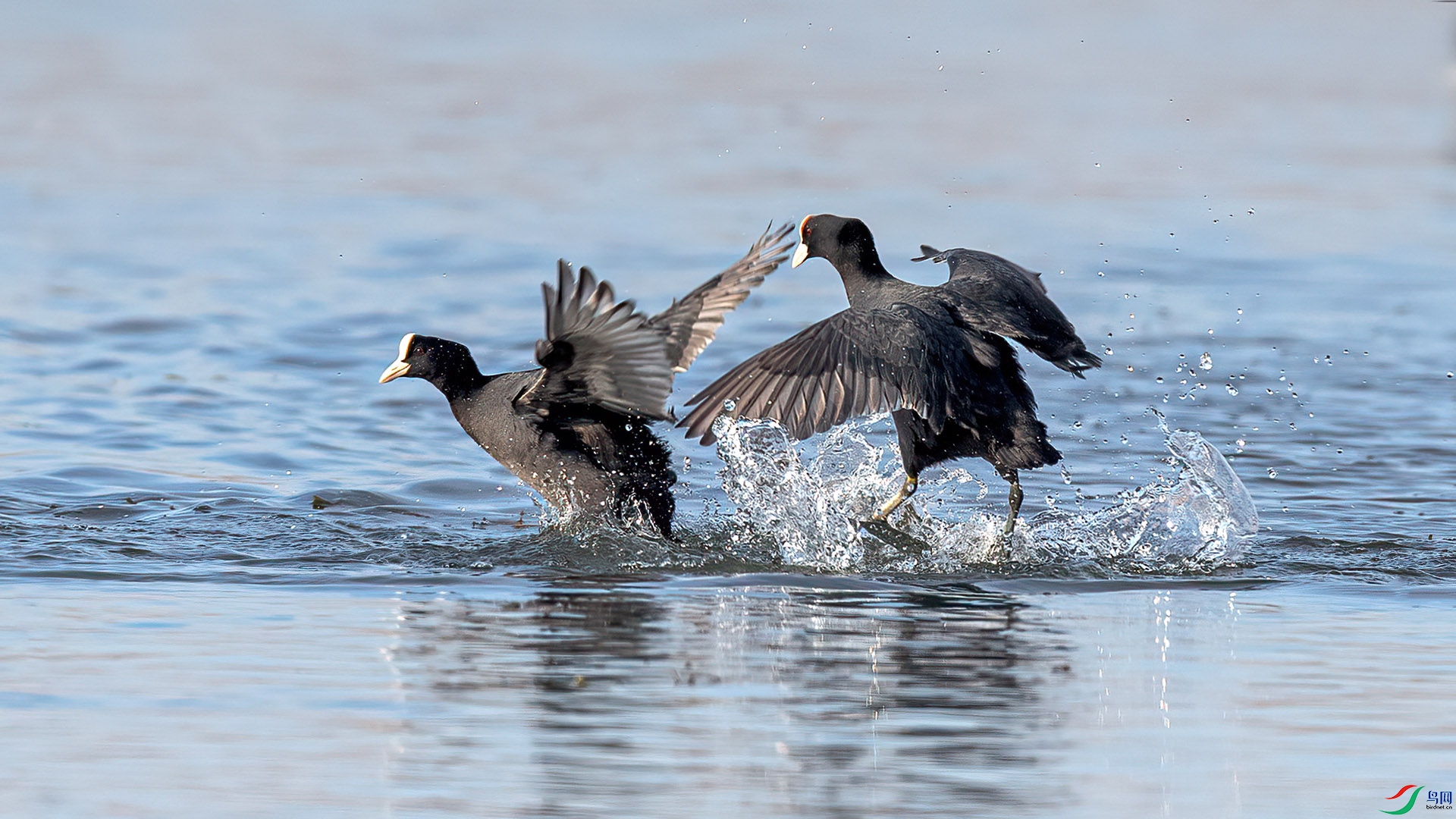 1DX_7184 ���� 2.jpg