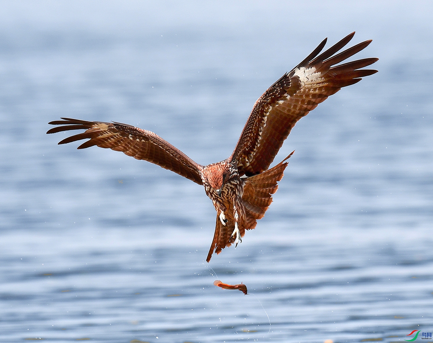 DSC_9755 - ����.JPG