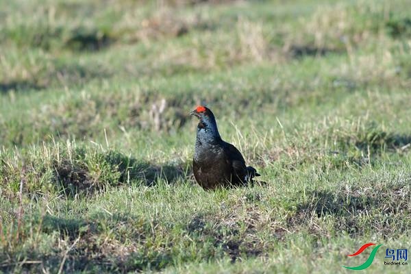 DSC_2375.jpg