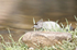_C5R3454_���� - ����.jpg