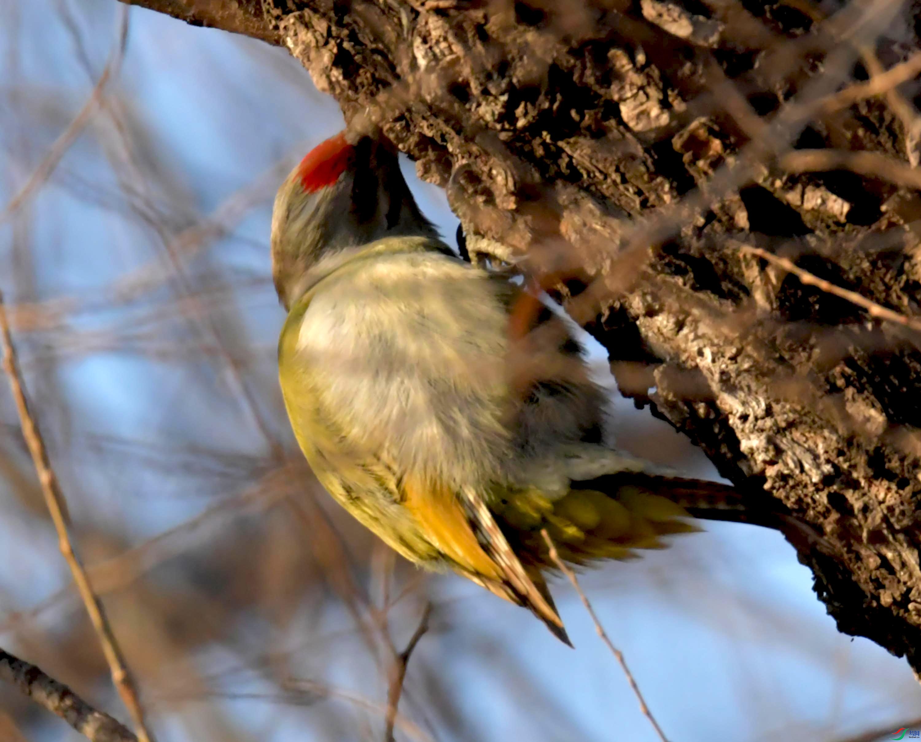 温榆河的灰头绿啄木鸟摄于北京