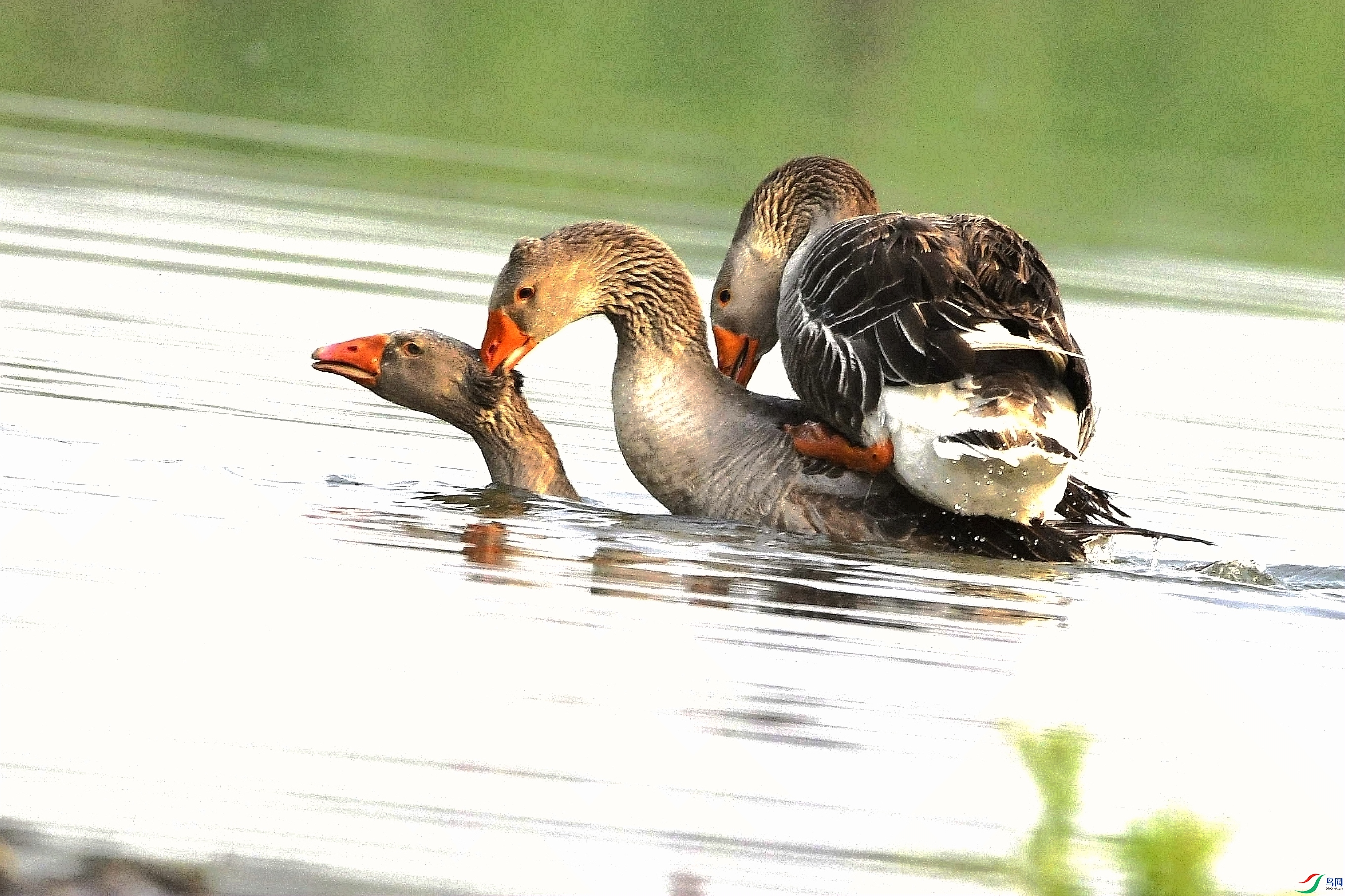 _DSC0241_����.jpg