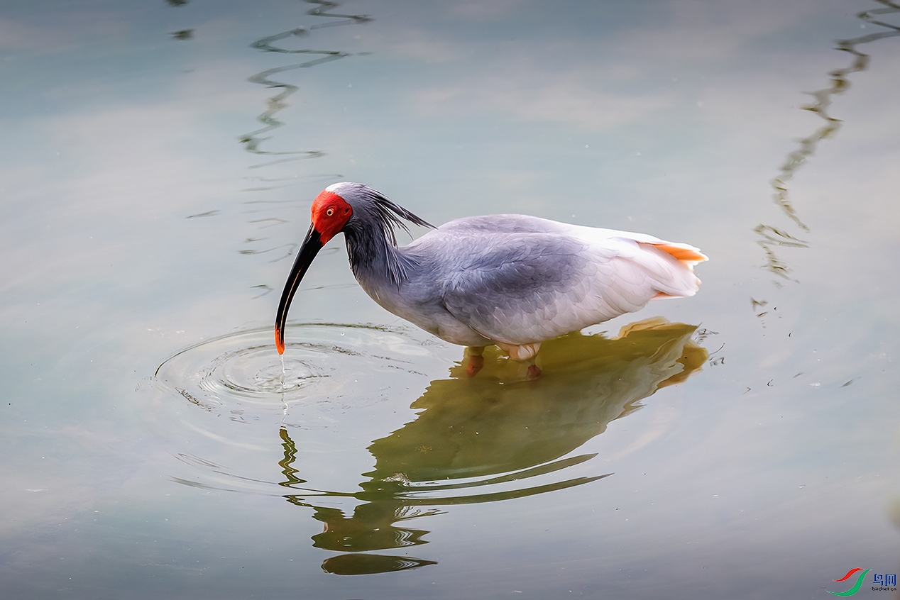 �������������ء�