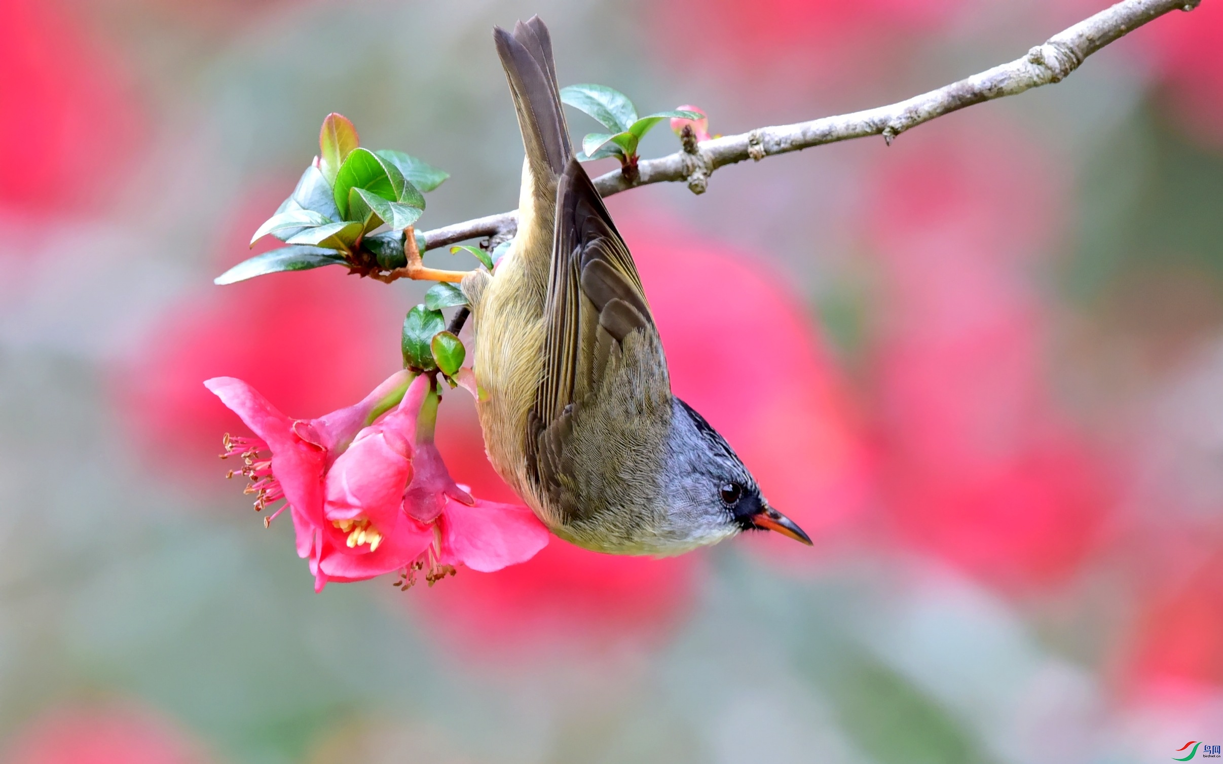 DSC_9176_conew3.jpg