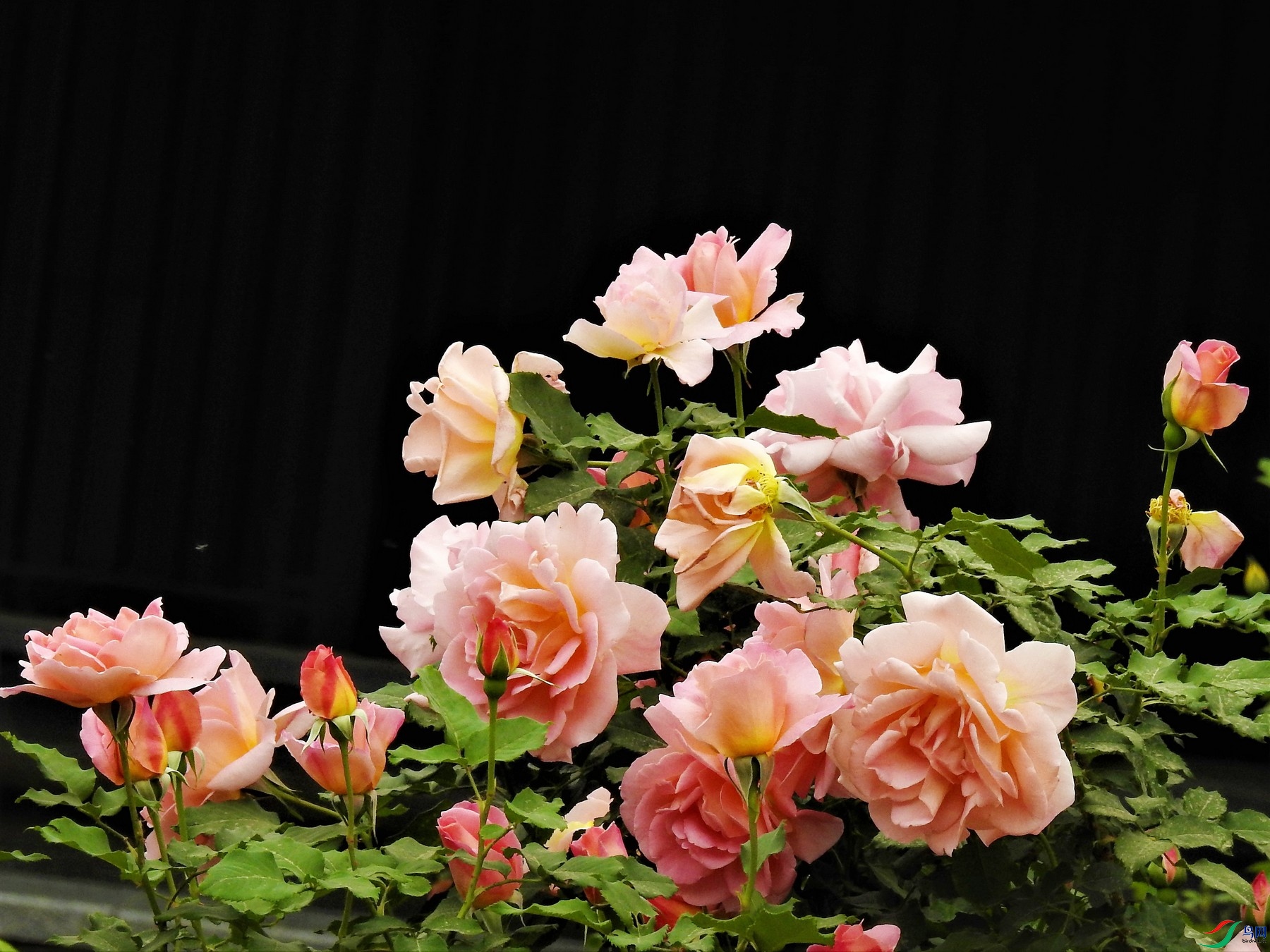 DSCN4674.JPG