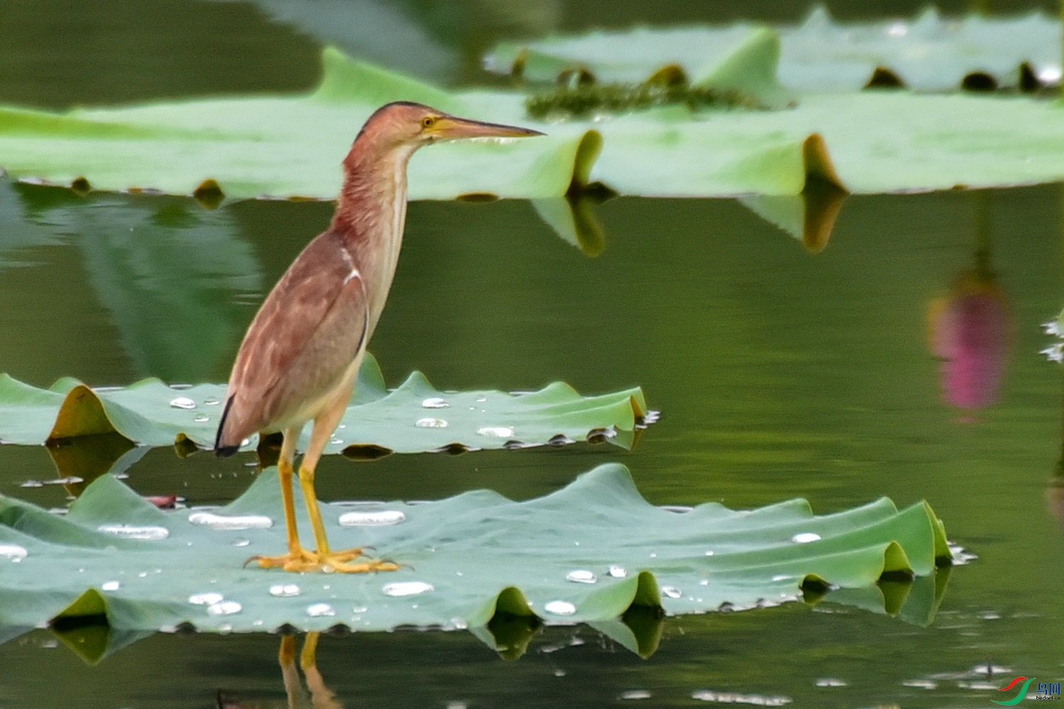 DSC_7206.JPG
