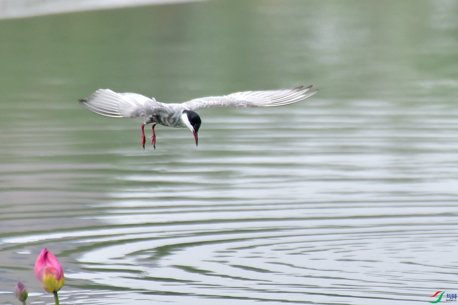 DSC_7354.JPG