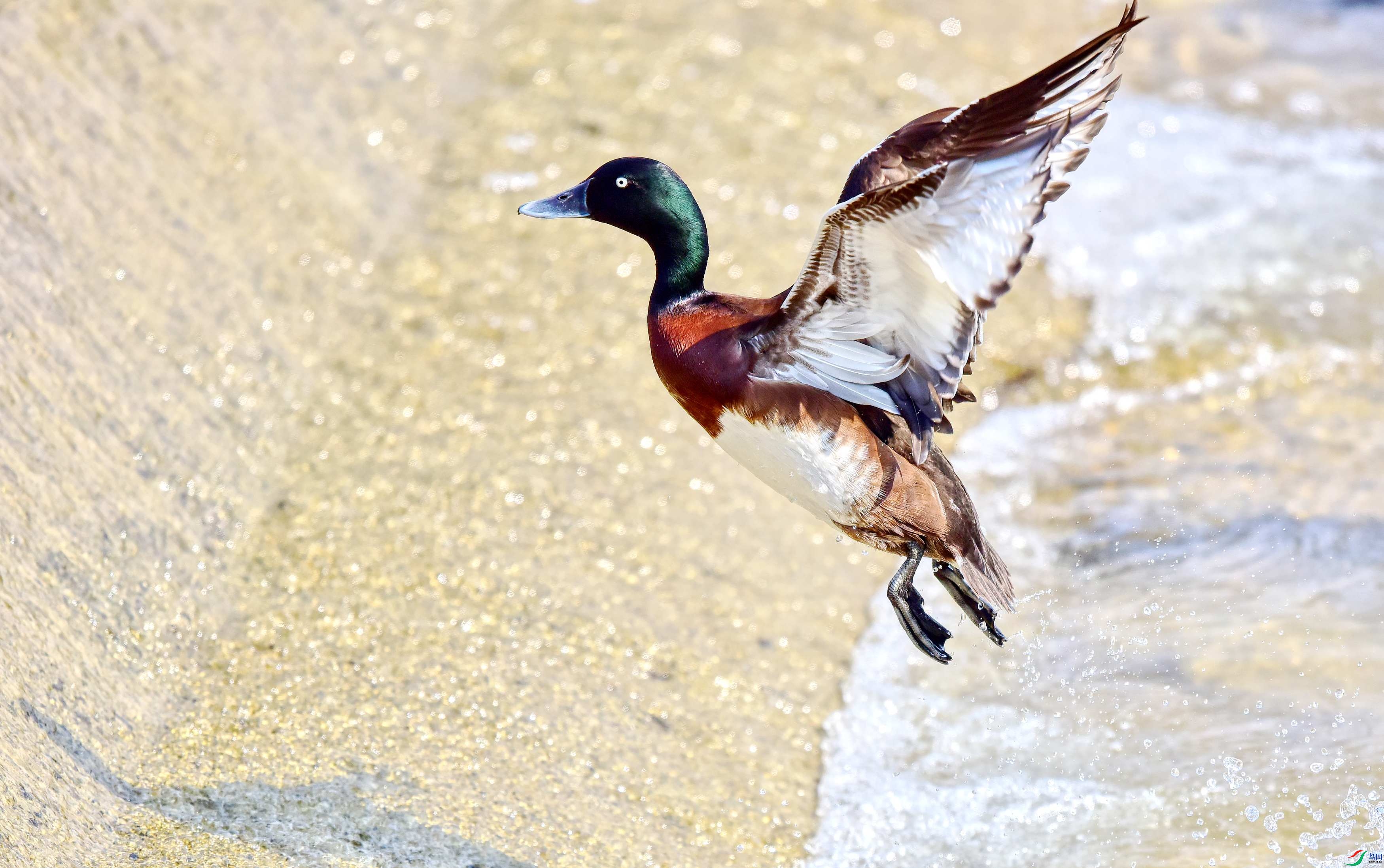 DSC_7470_conew3.jpg