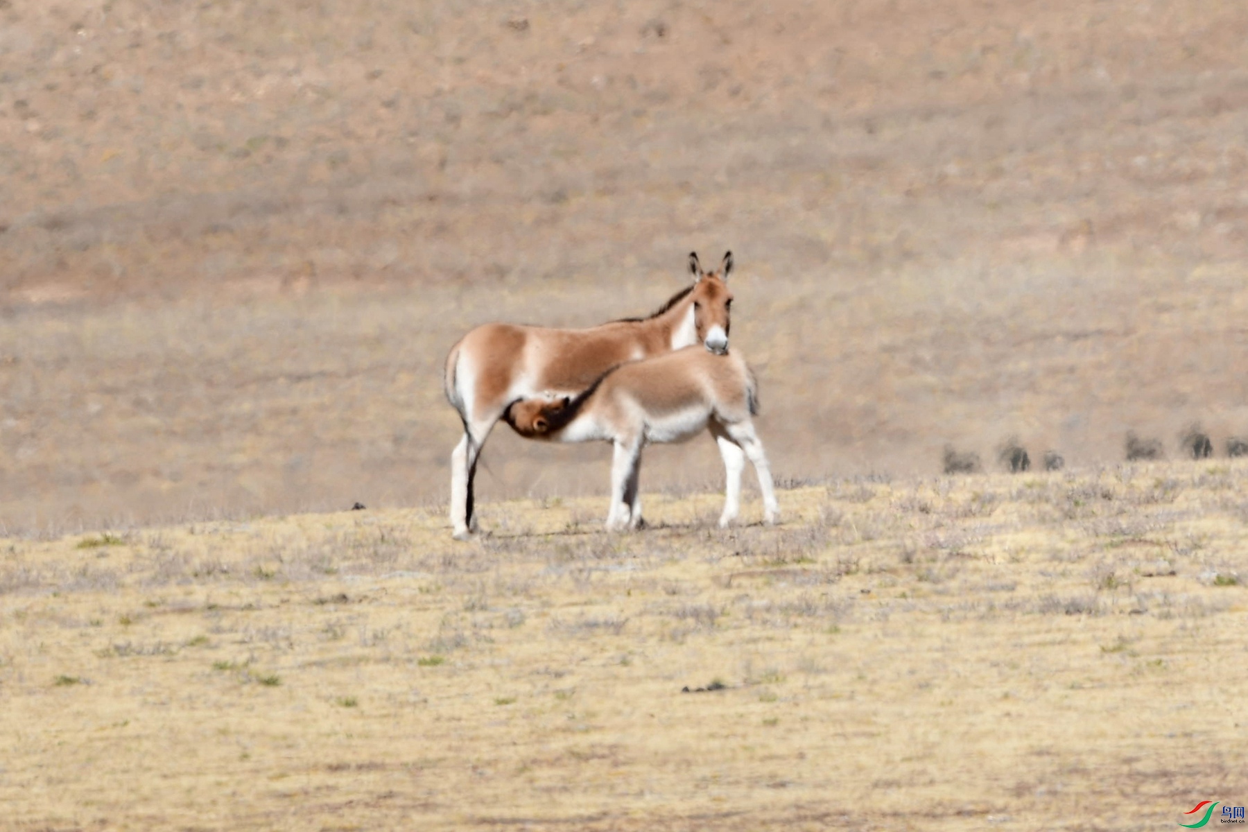 DSC_8950_����.jpҰ��.jpg