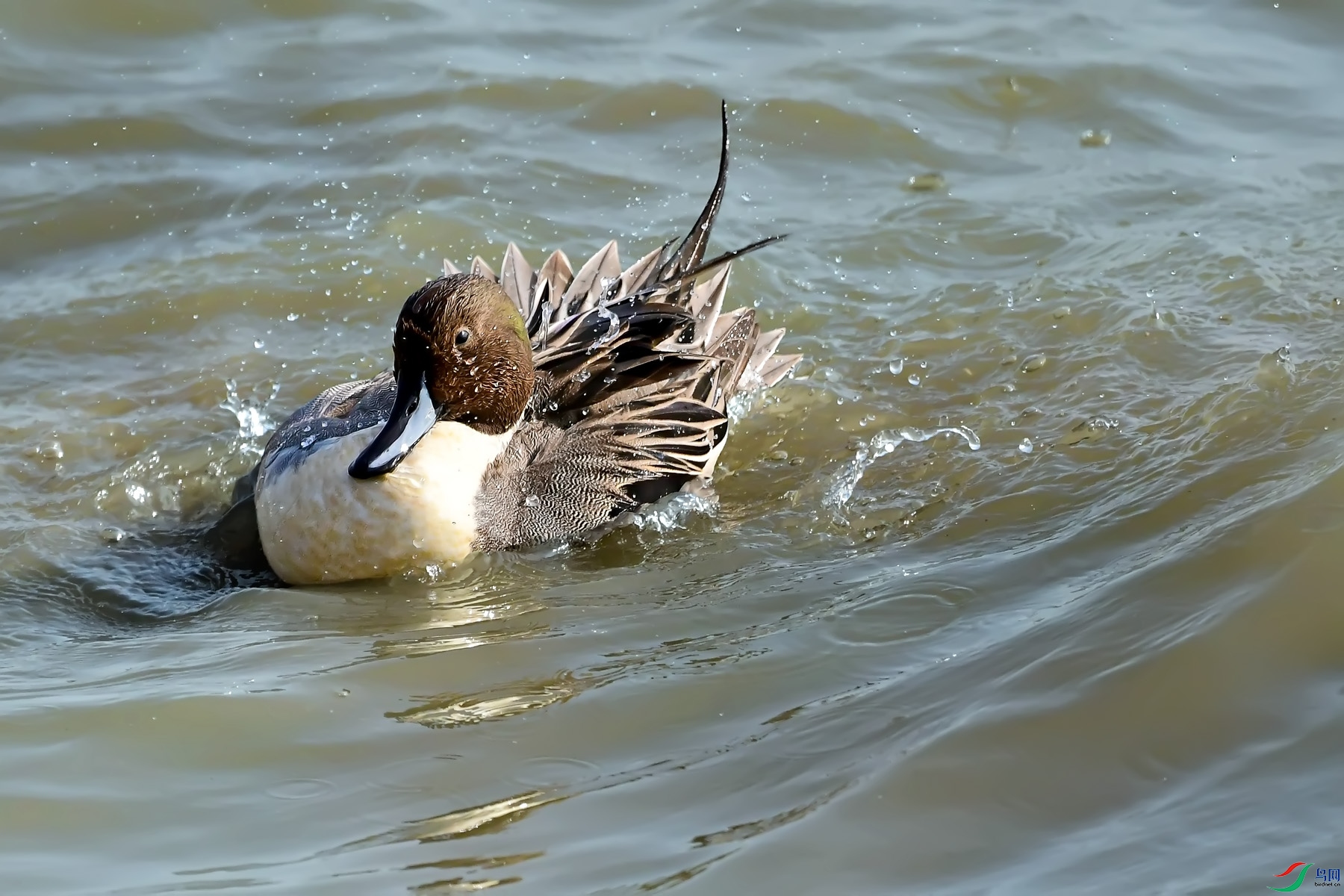 DSC_4134.jpg