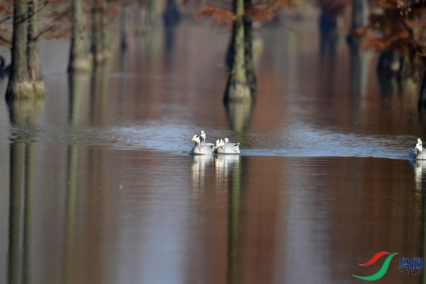 _DSC6703.jpg