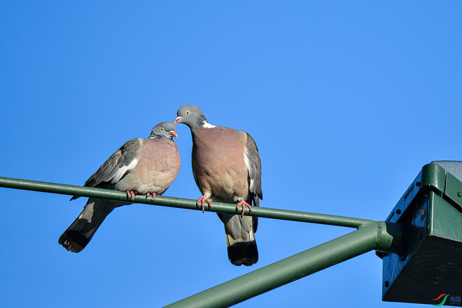 DSC_7427-1.jpg