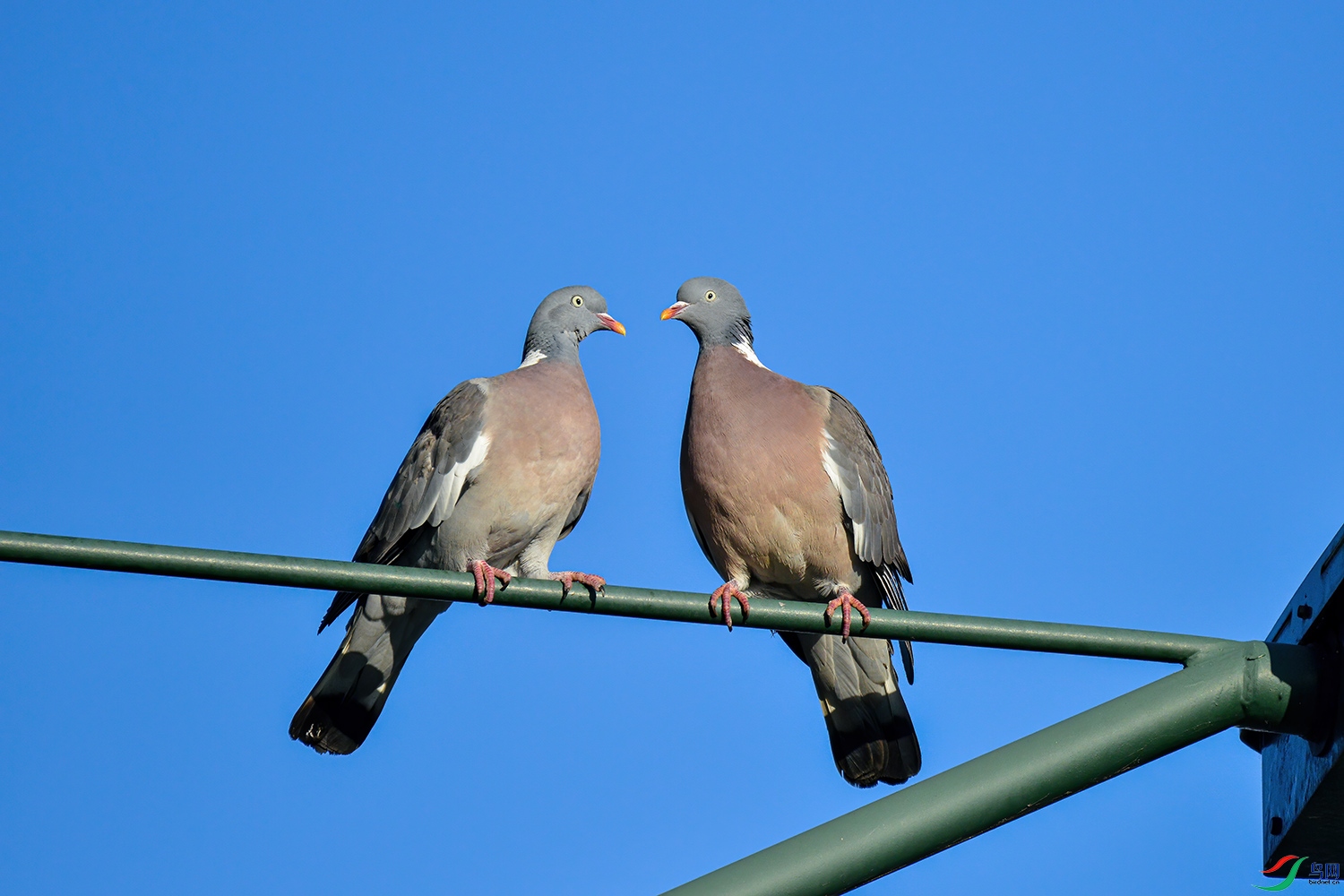 DSC_7438-1.jpg