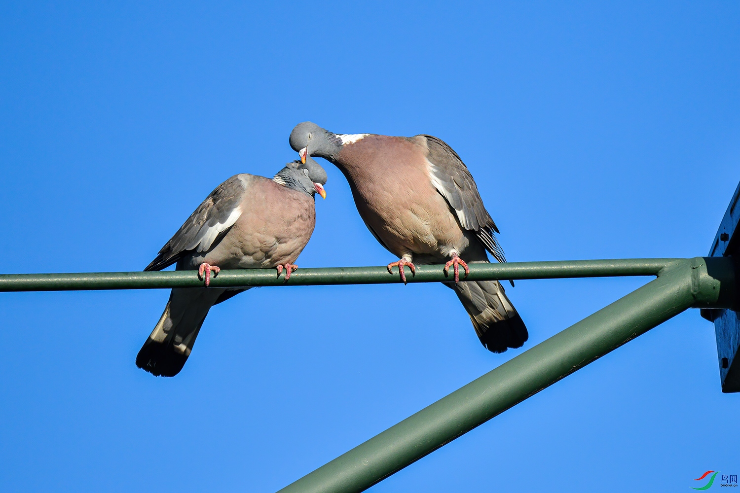 DSC_7454-1.jpg
