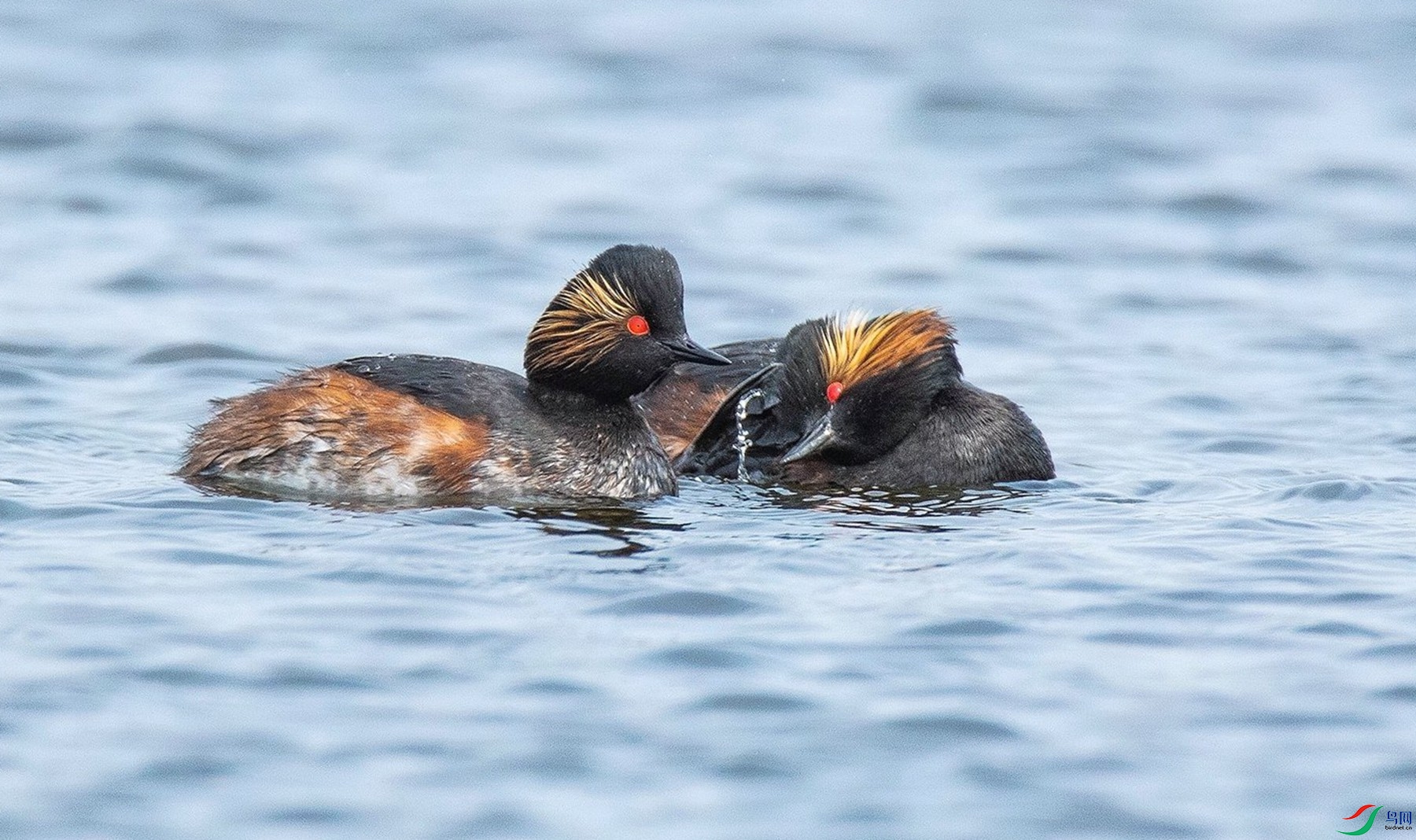 ������� (2).jpg