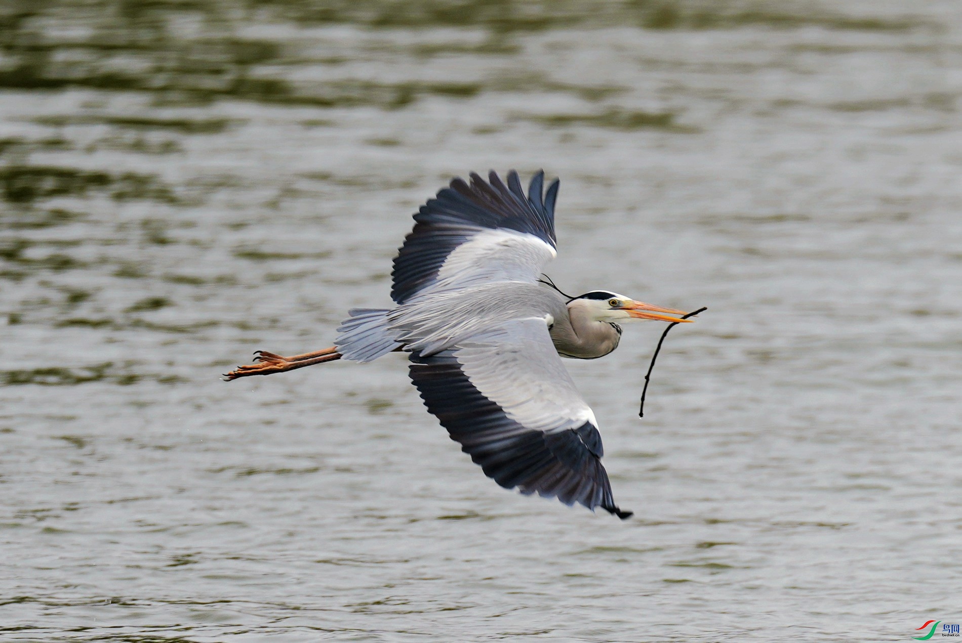 ��֦����æ