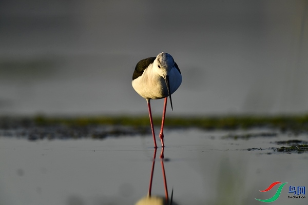 _DSC1068.jpg