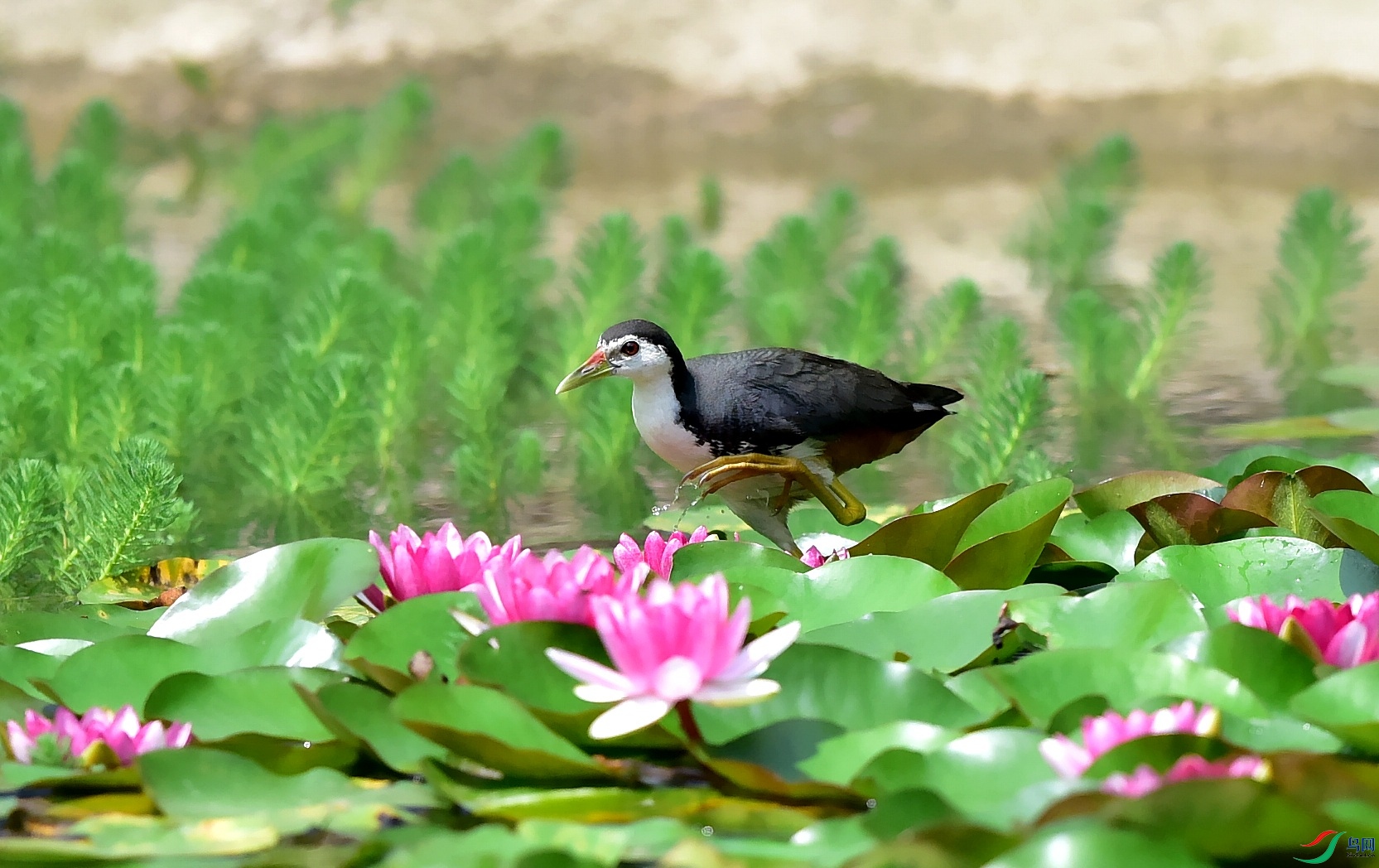 DSC_4660_conew4.jpg