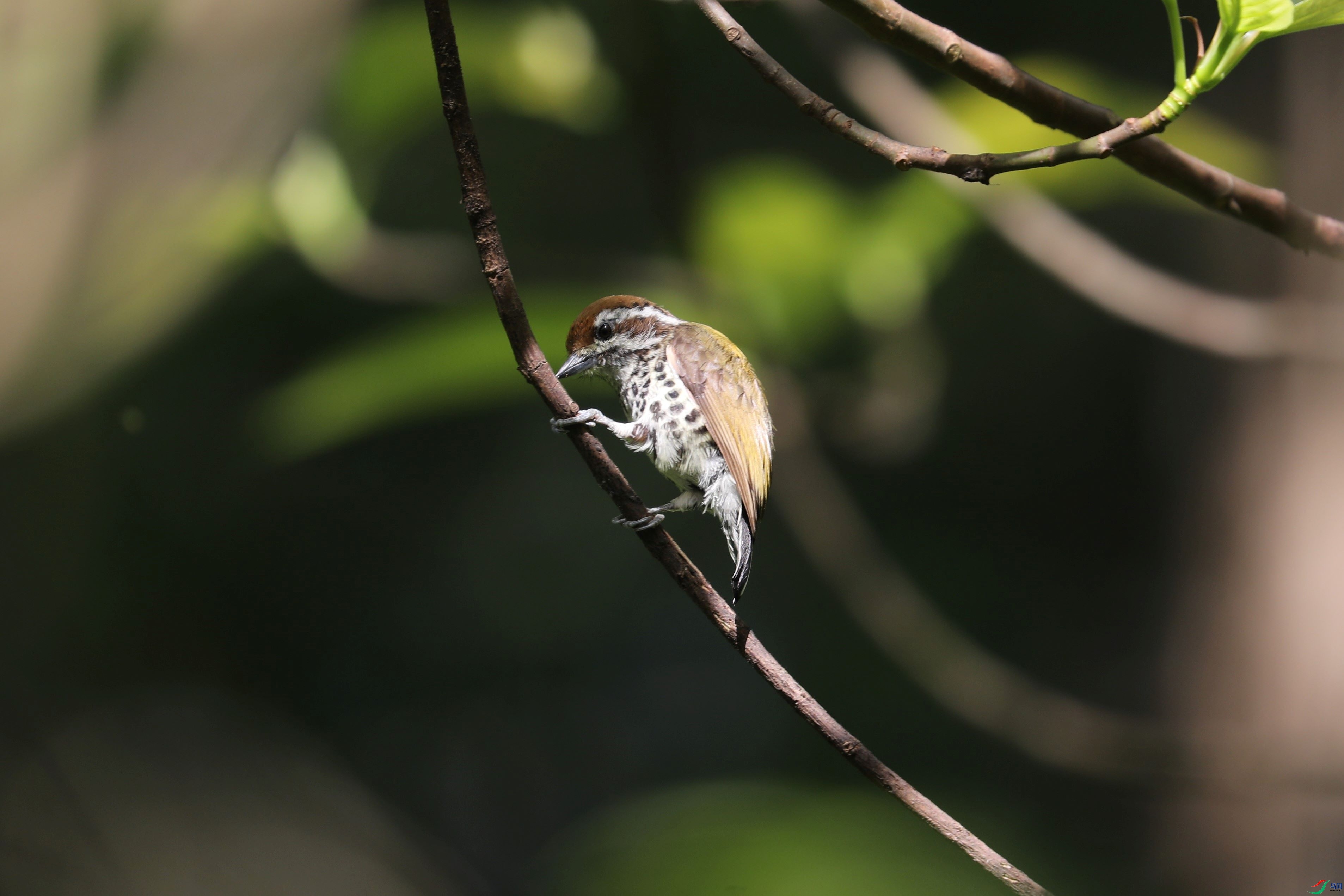 BL7A7972.JPG