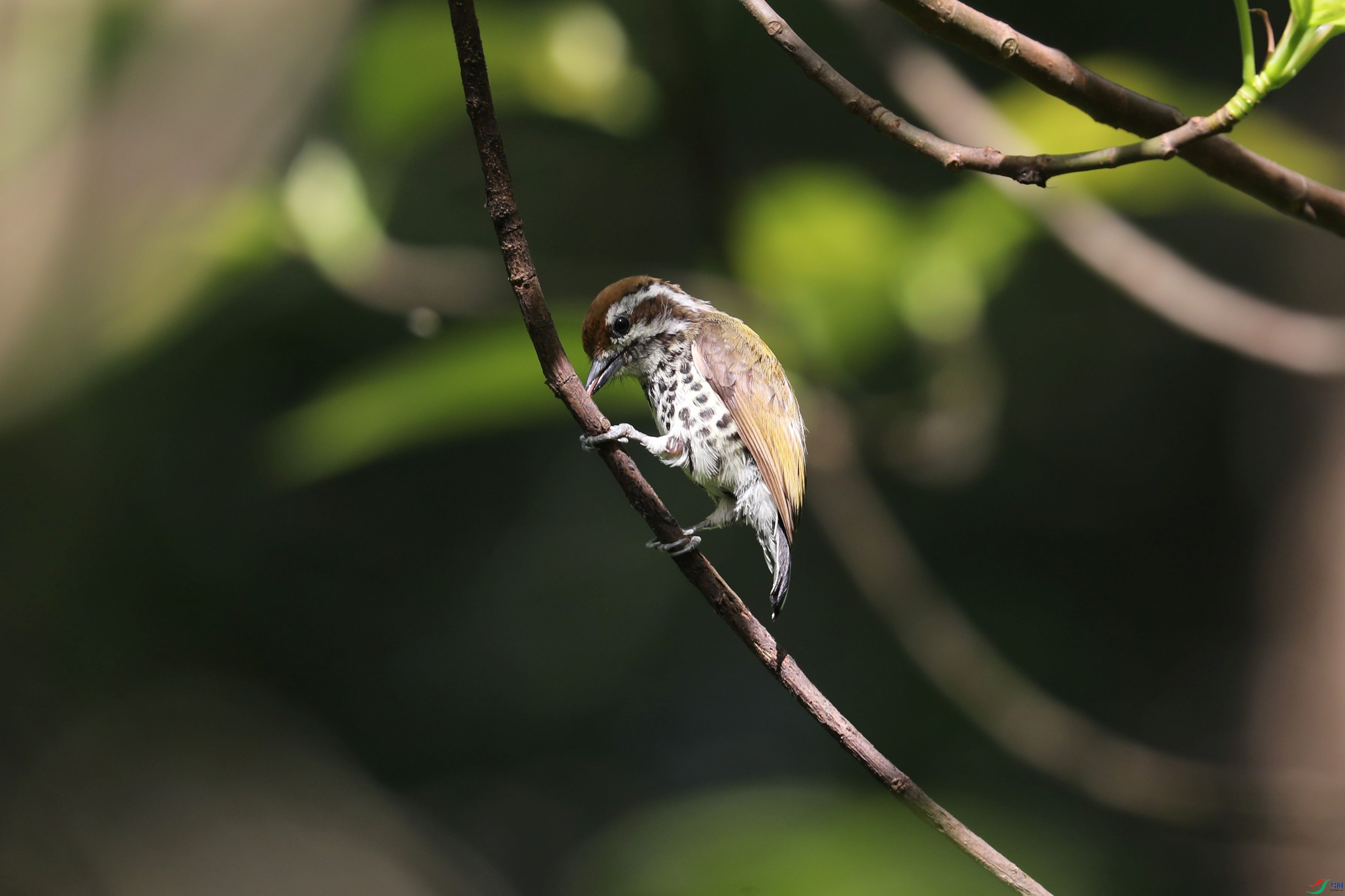 BL7A7971.JPG